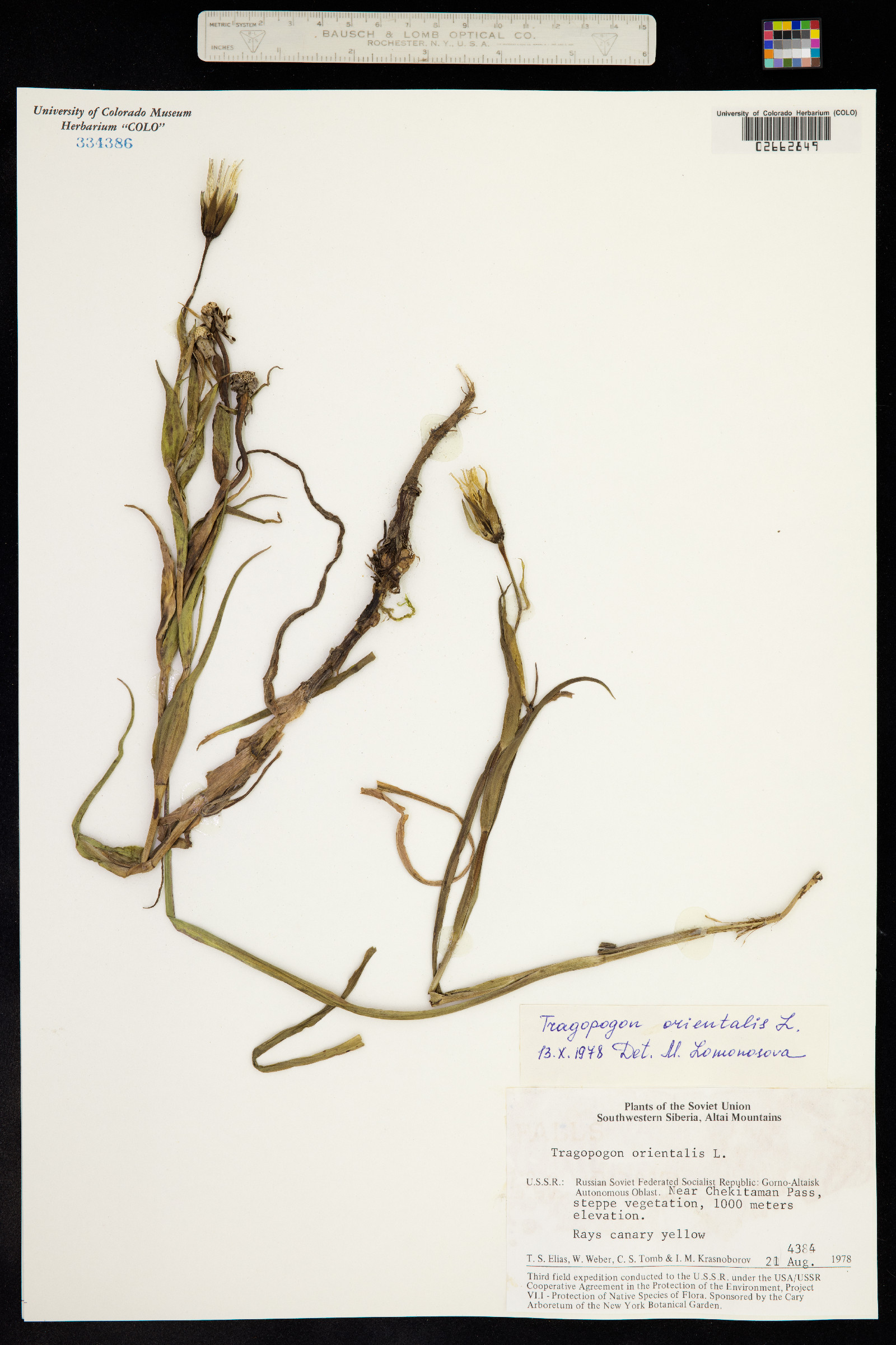 Tragopogon pratensis image