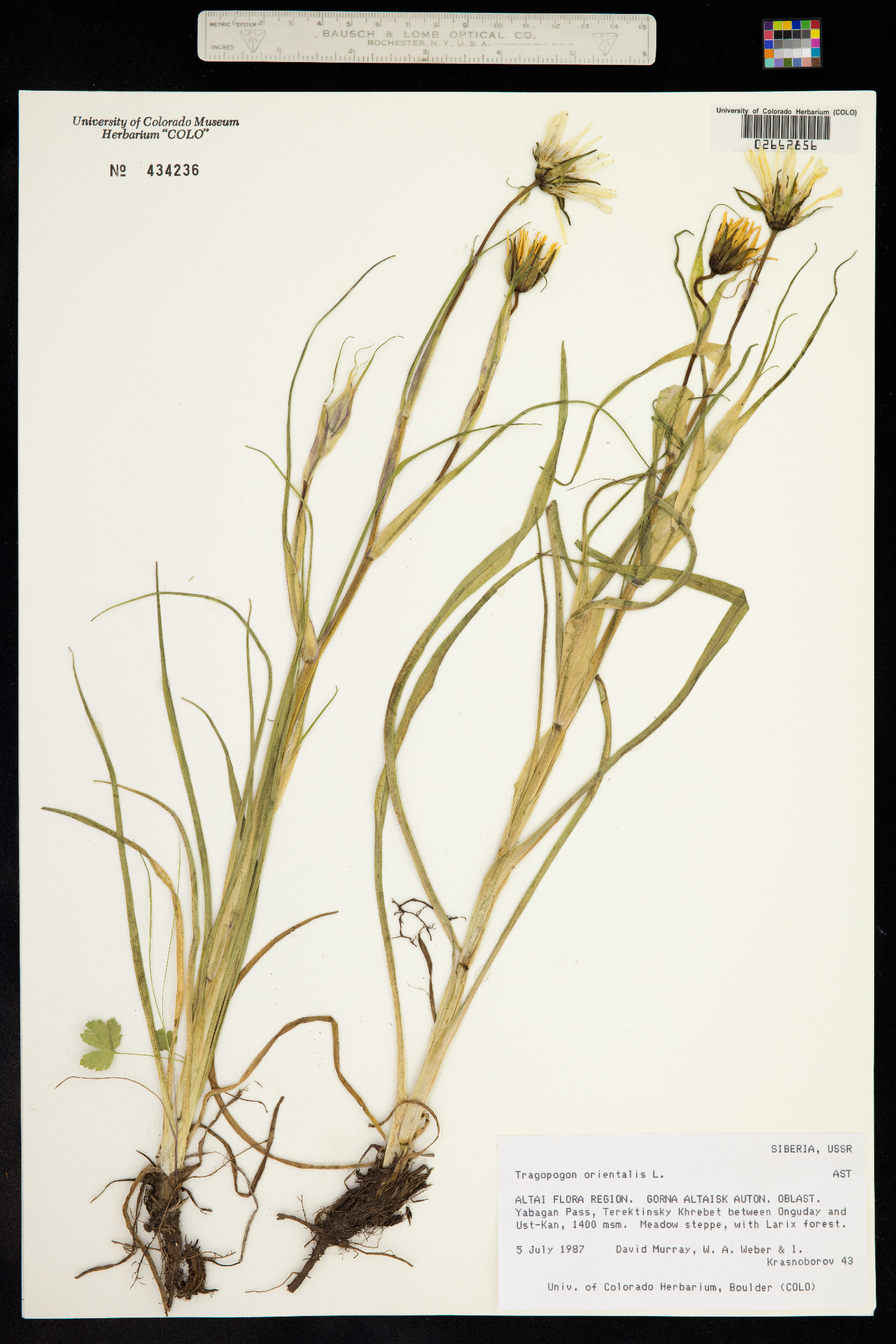 Tragopogon pratensis image