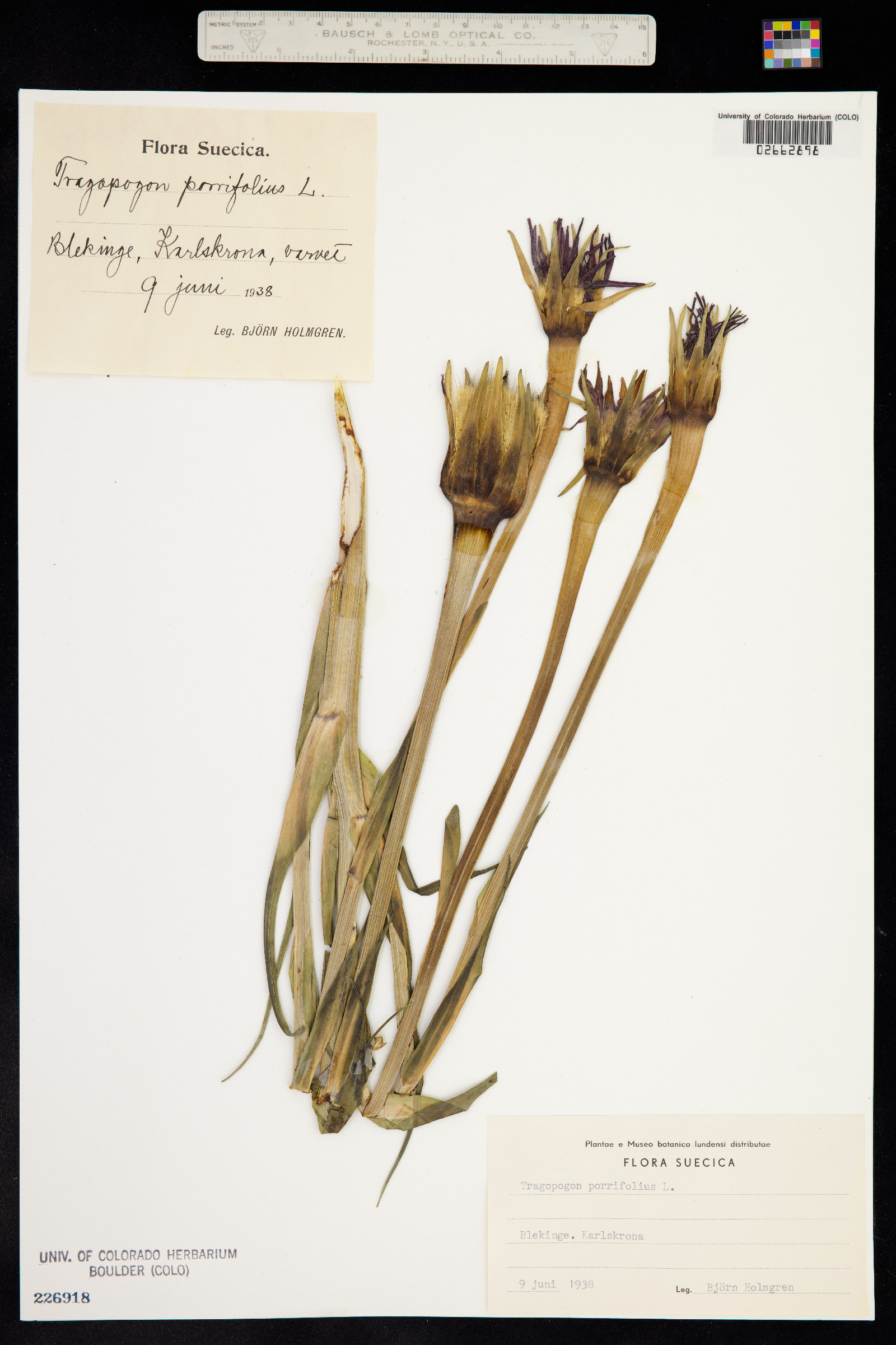 Tragopogon porrifolius image
