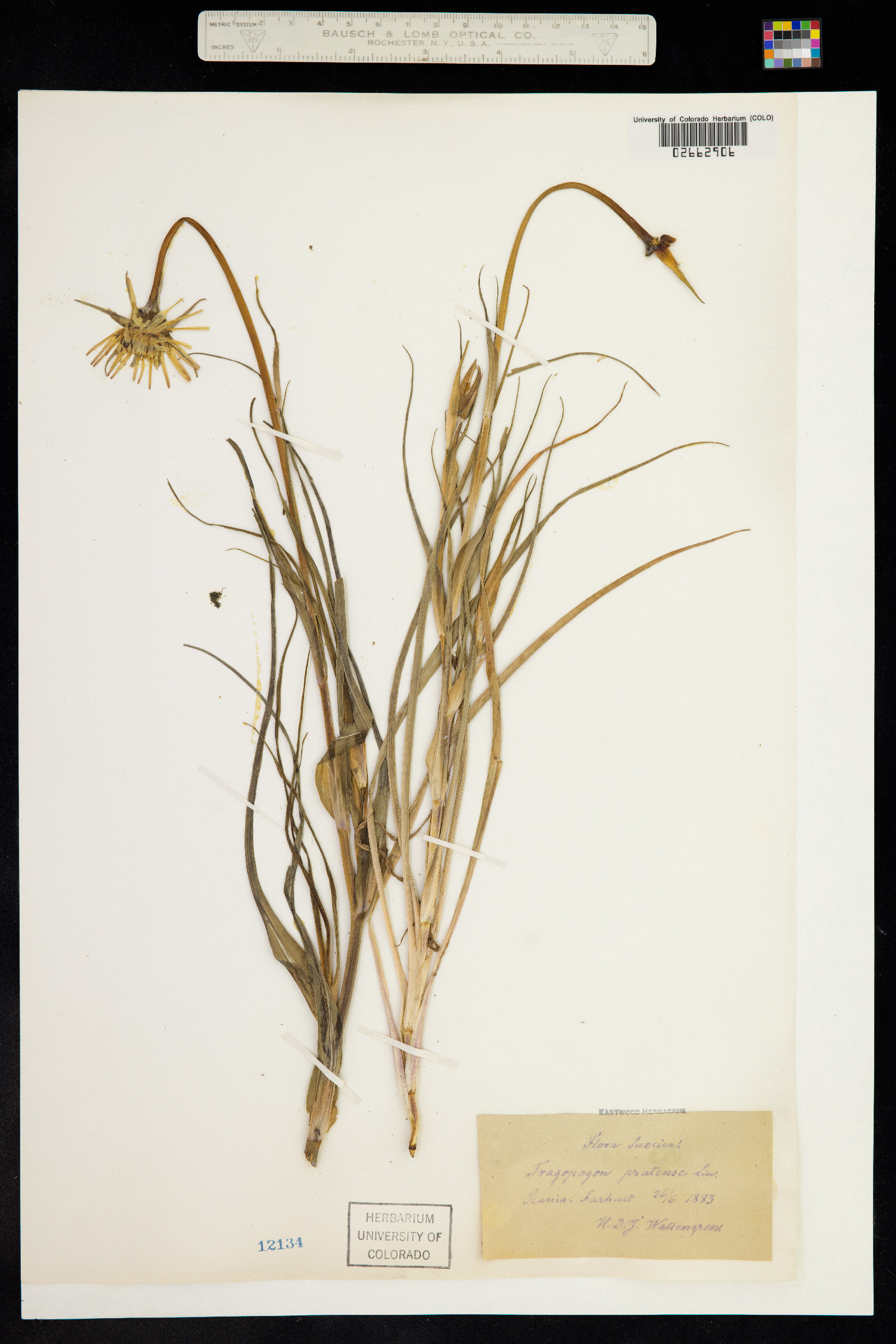 Tragopogon pratensis image