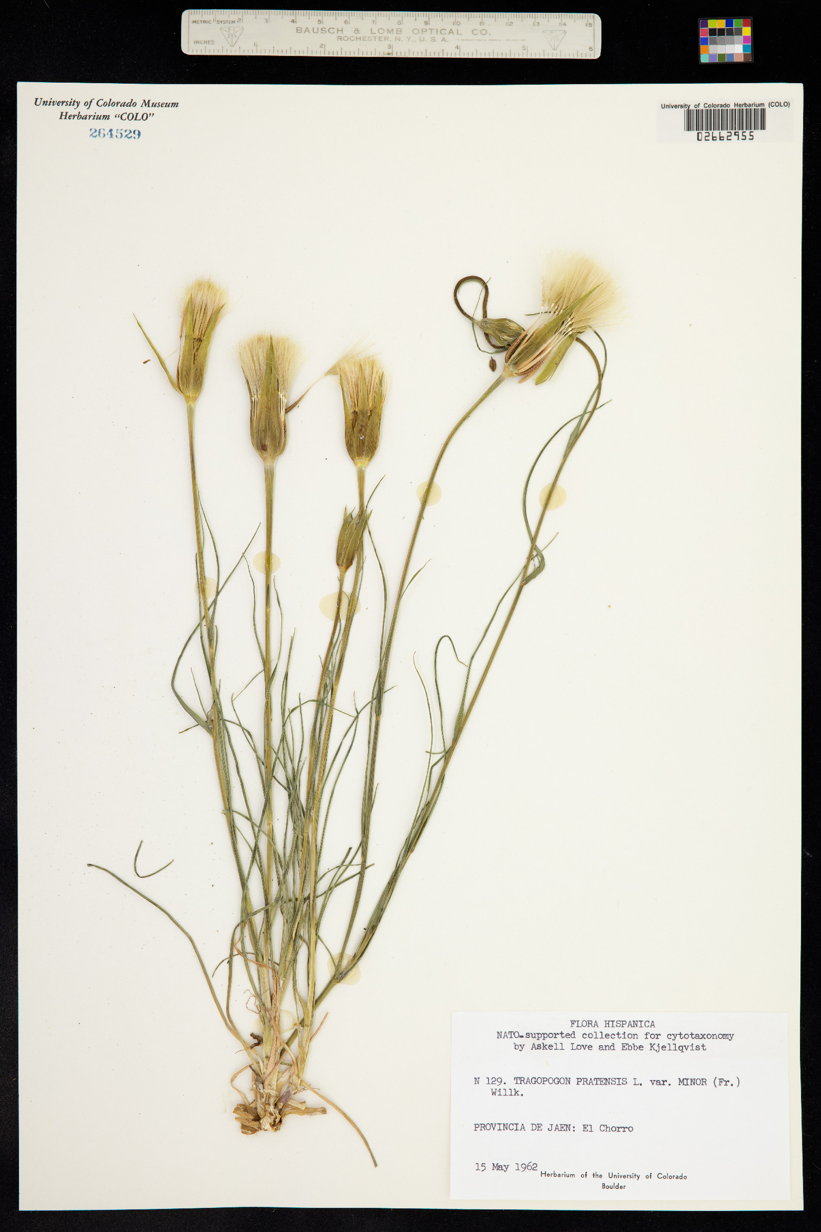 Tragopogon pratensis image