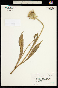 Tragopogon coelesyriacus image