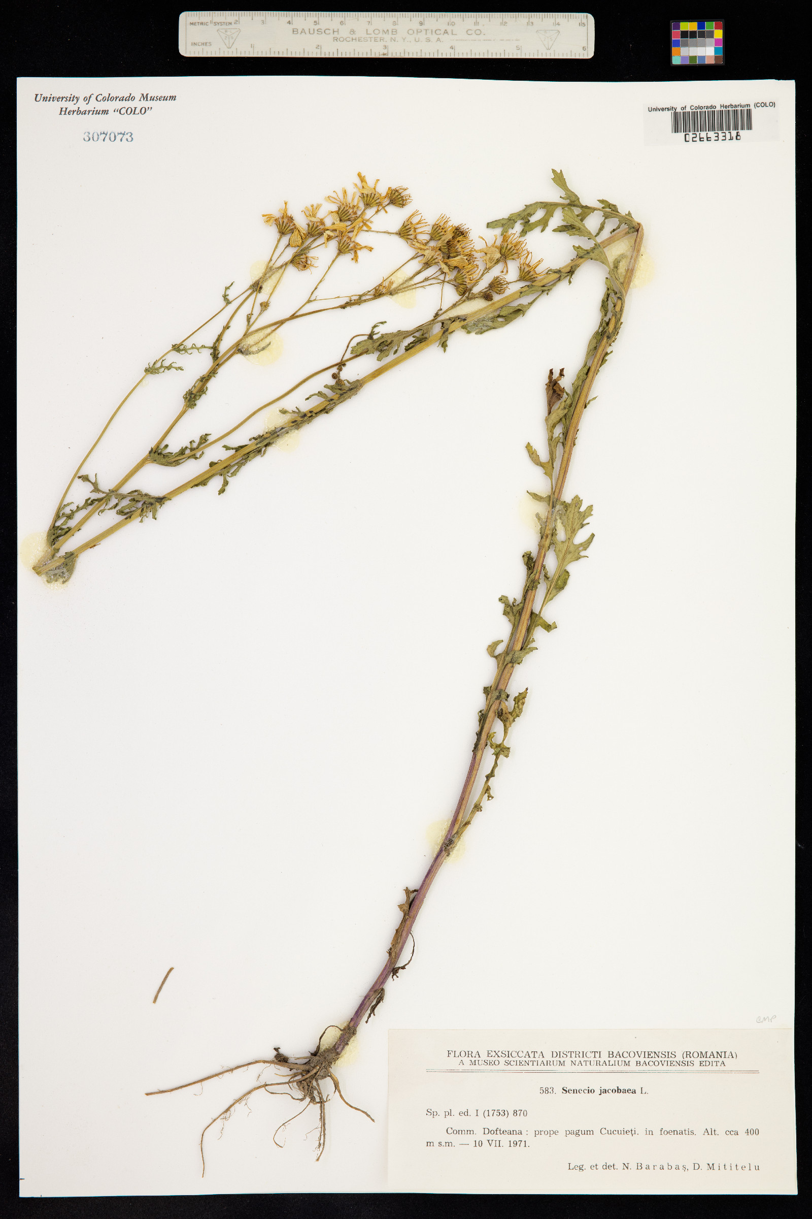 Senecio jacobaea image