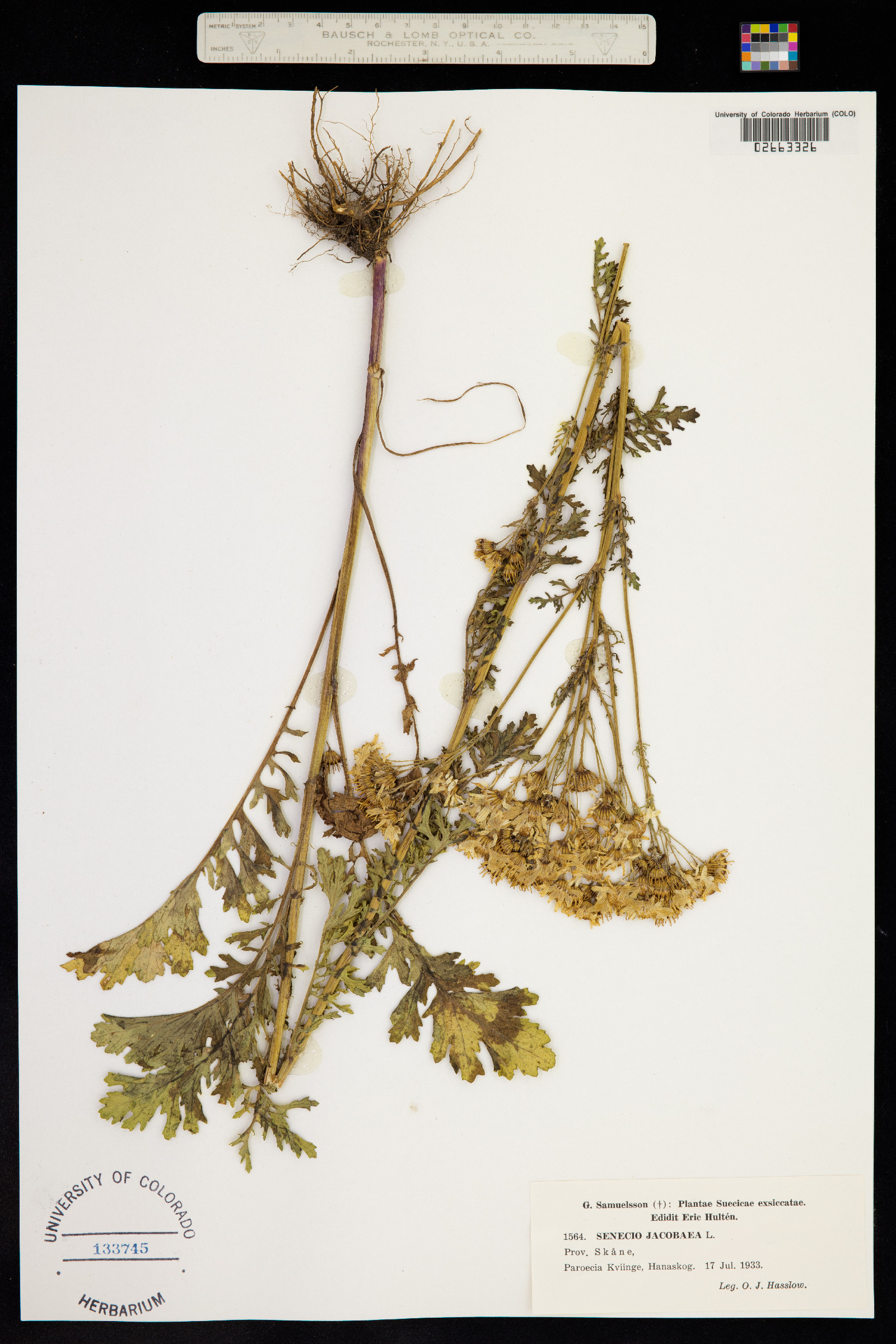 Senecio jacobaea image