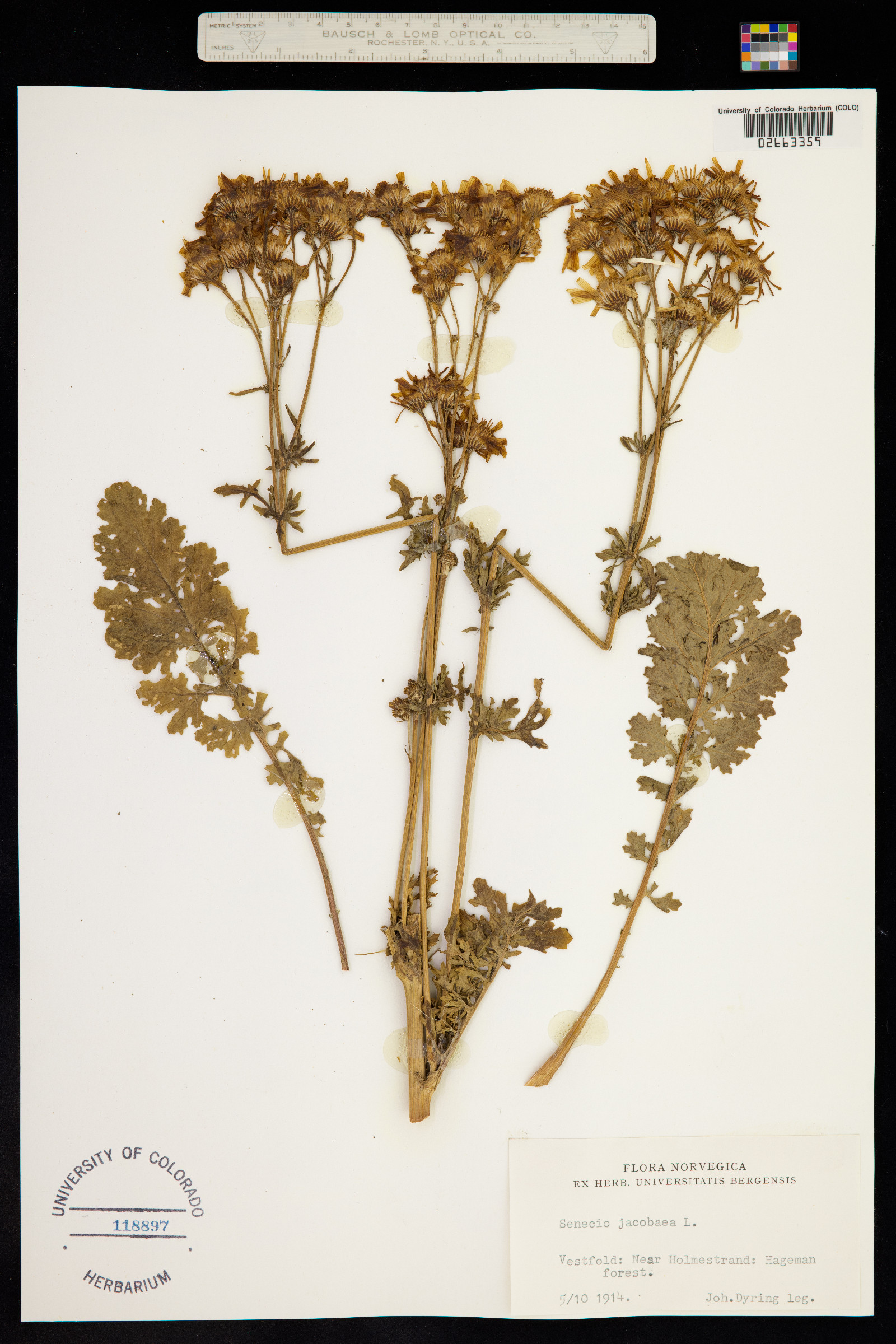 Senecio jacobaea image