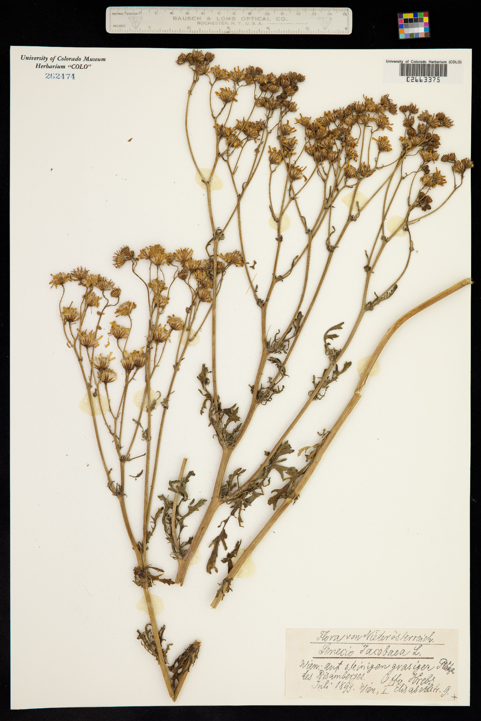 Senecio jacobaea image