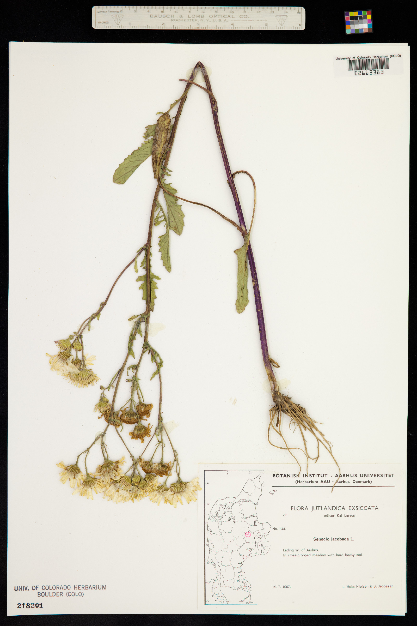Senecio jacobaea image