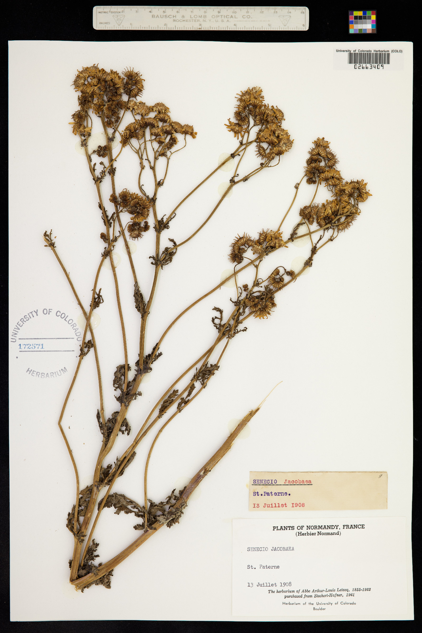 Senecio jacobaea image