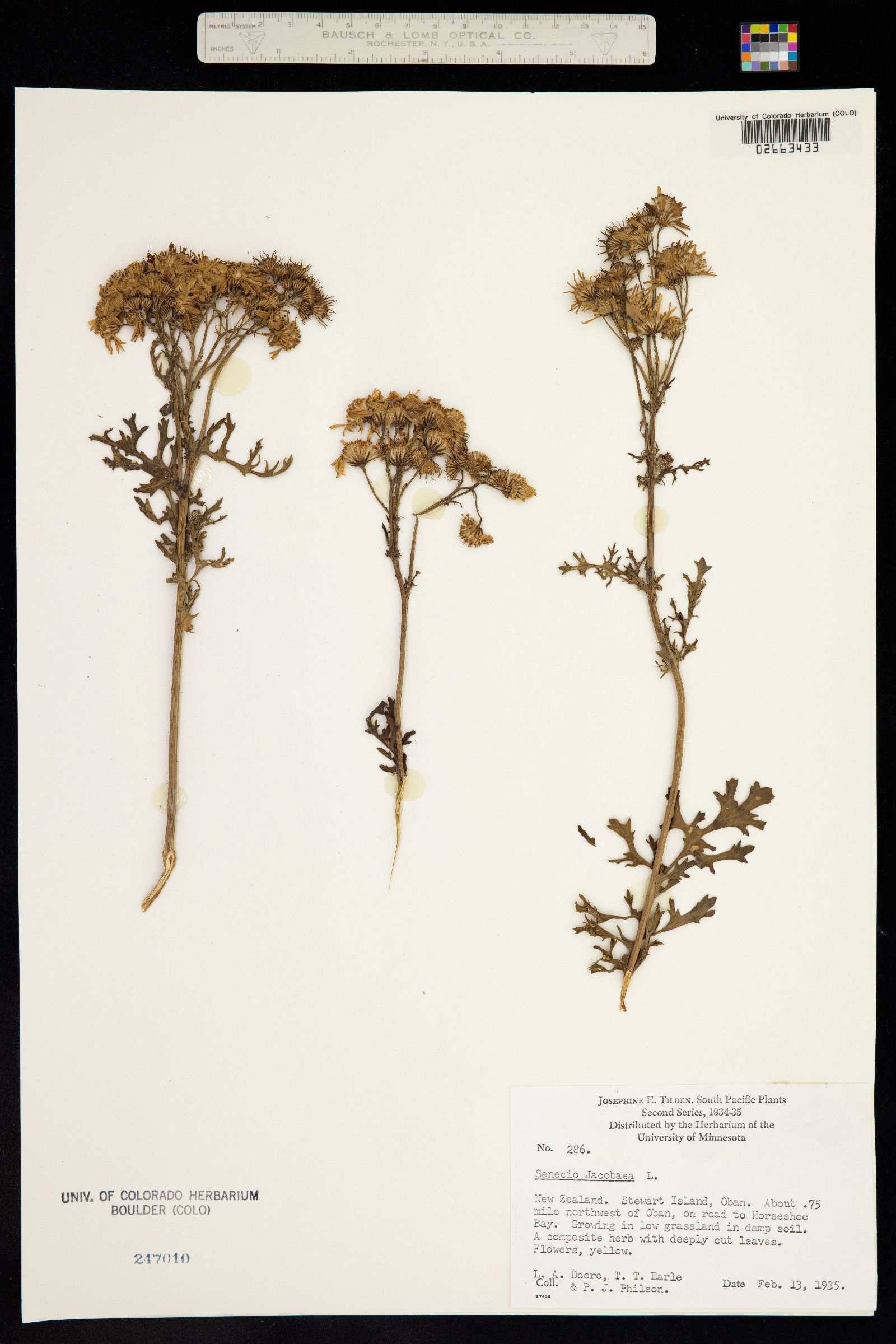 Senecio jacobaea image
