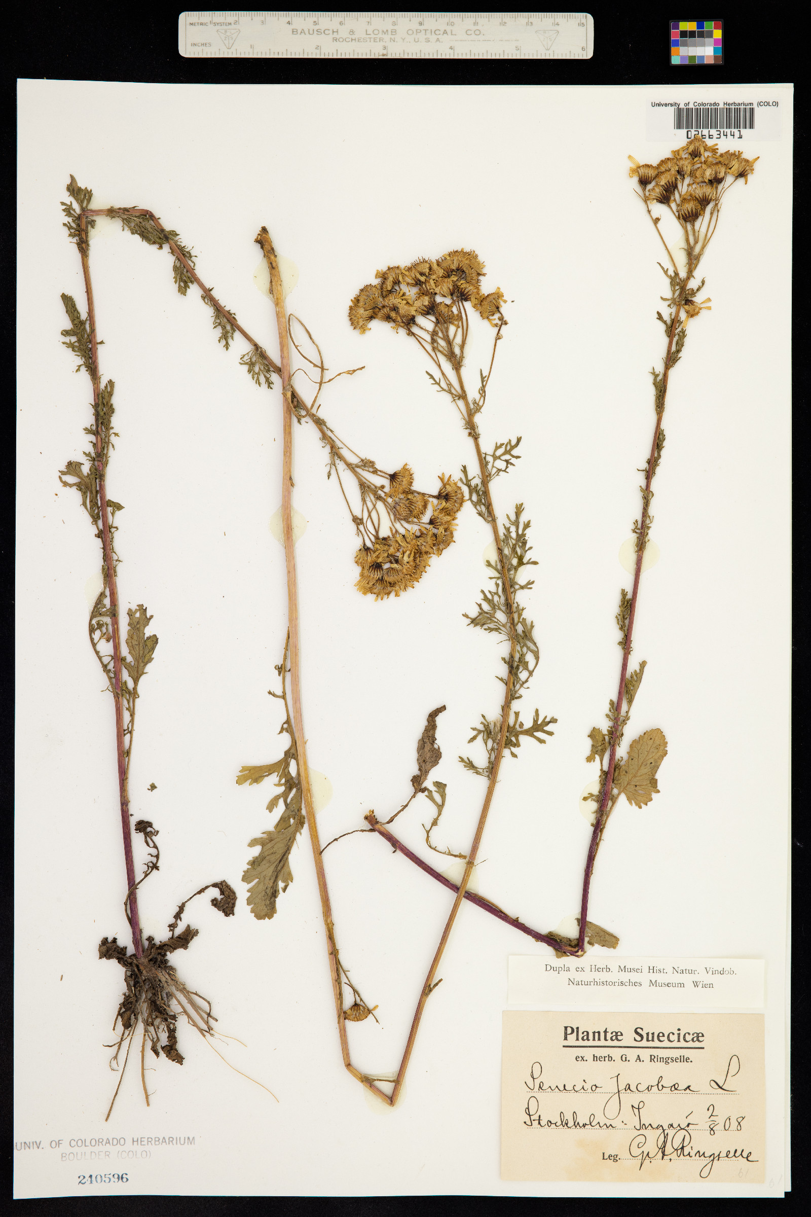 Senecio jacobaea image