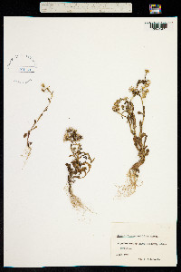 Senecio leucanthemifolius image