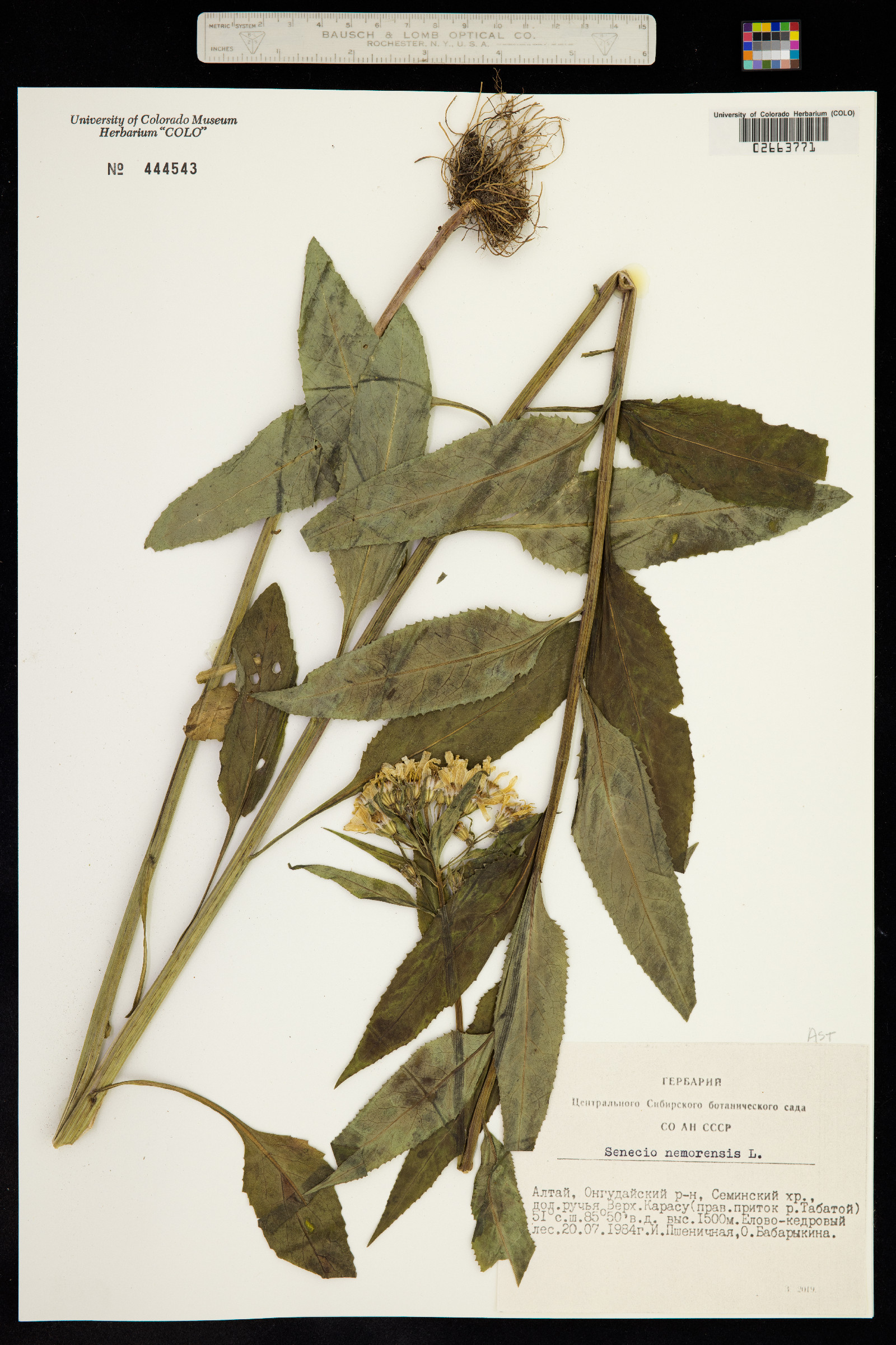 Senecio nemorensis image