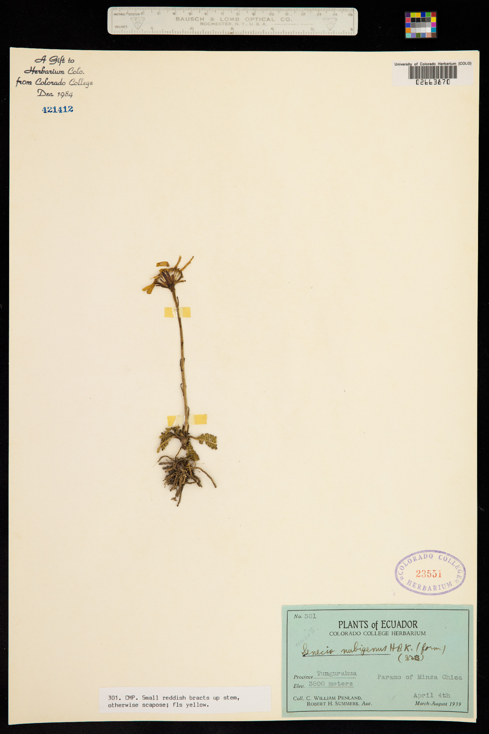 Dorobaea pimpinellifolia image
