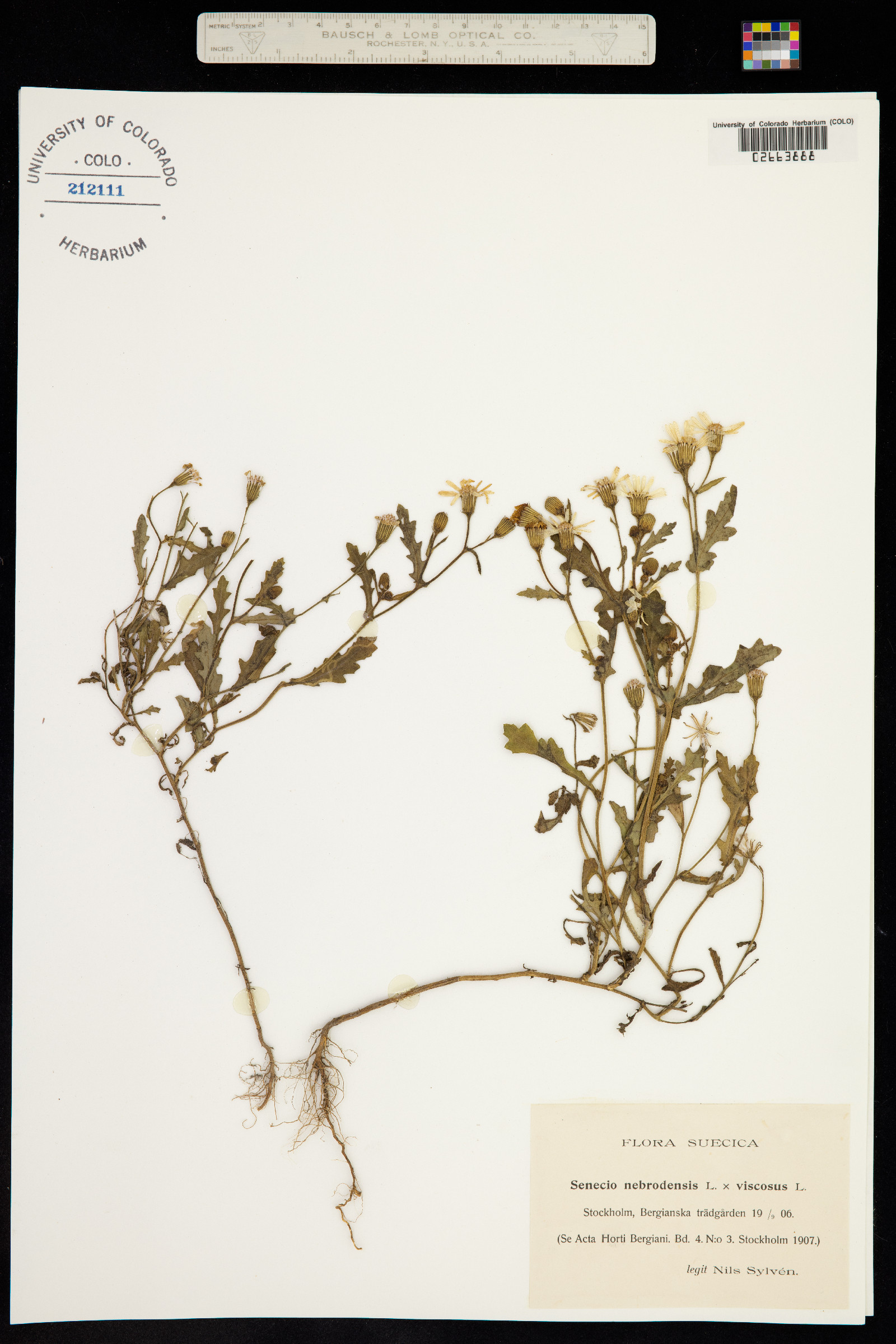 Senecio nebrodensis image