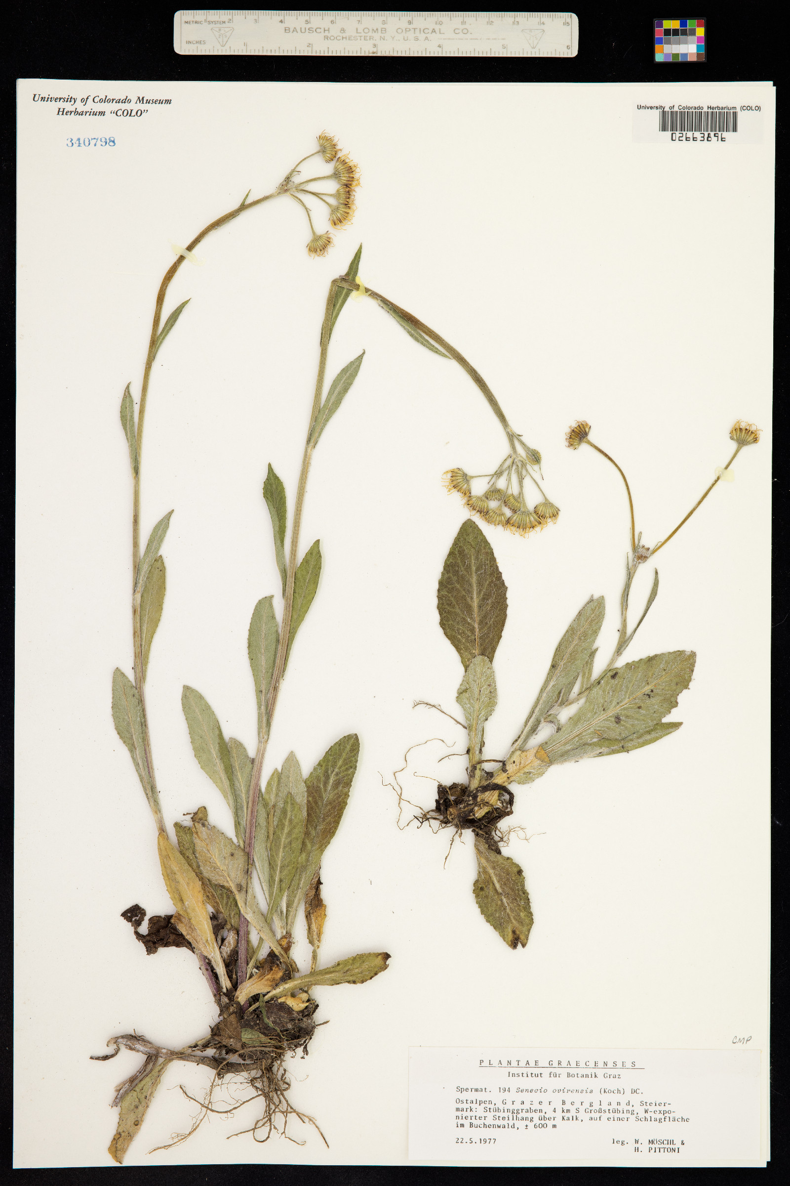 Tephroseris longifolia image