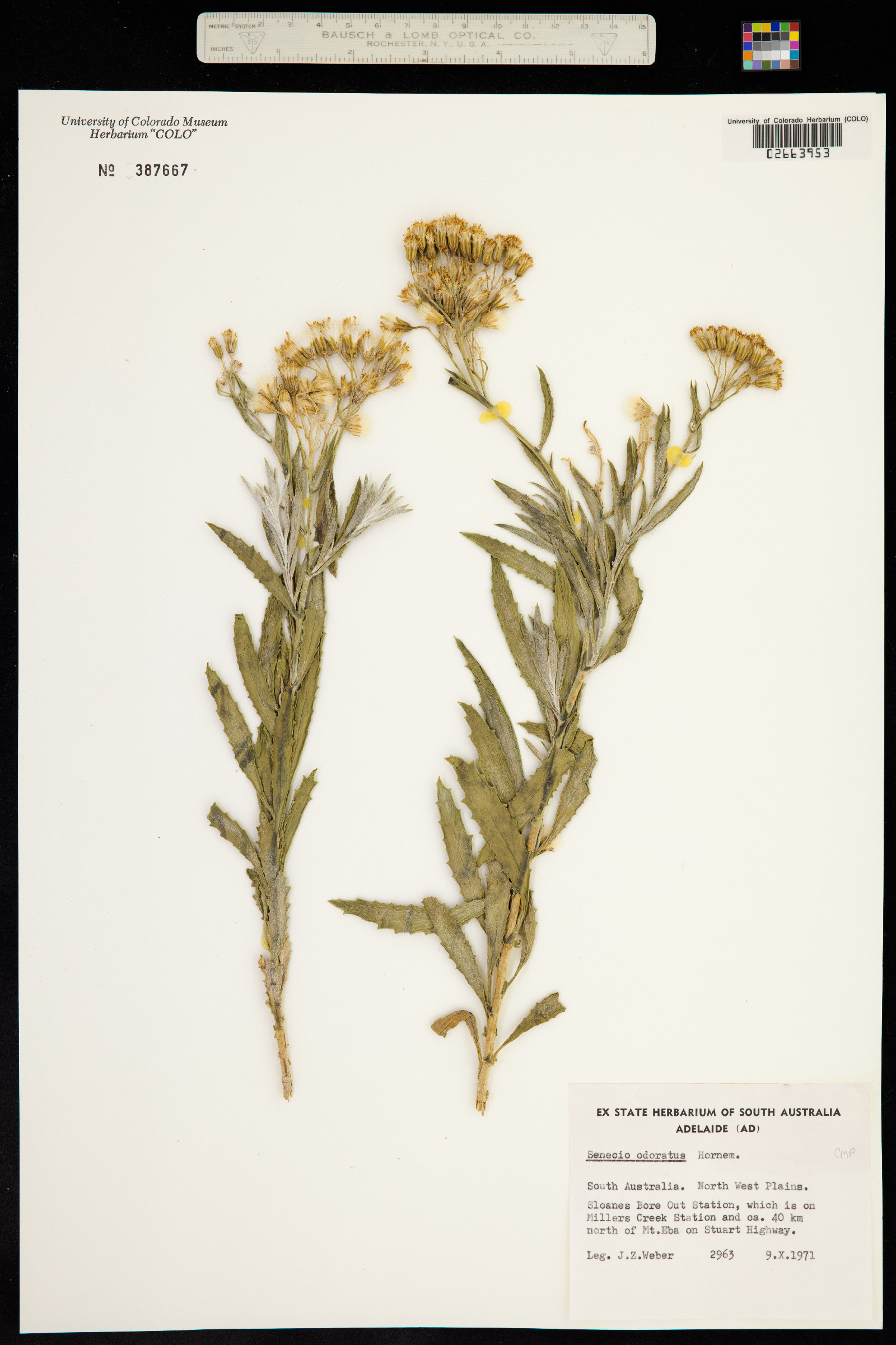 Senecio odoratus image