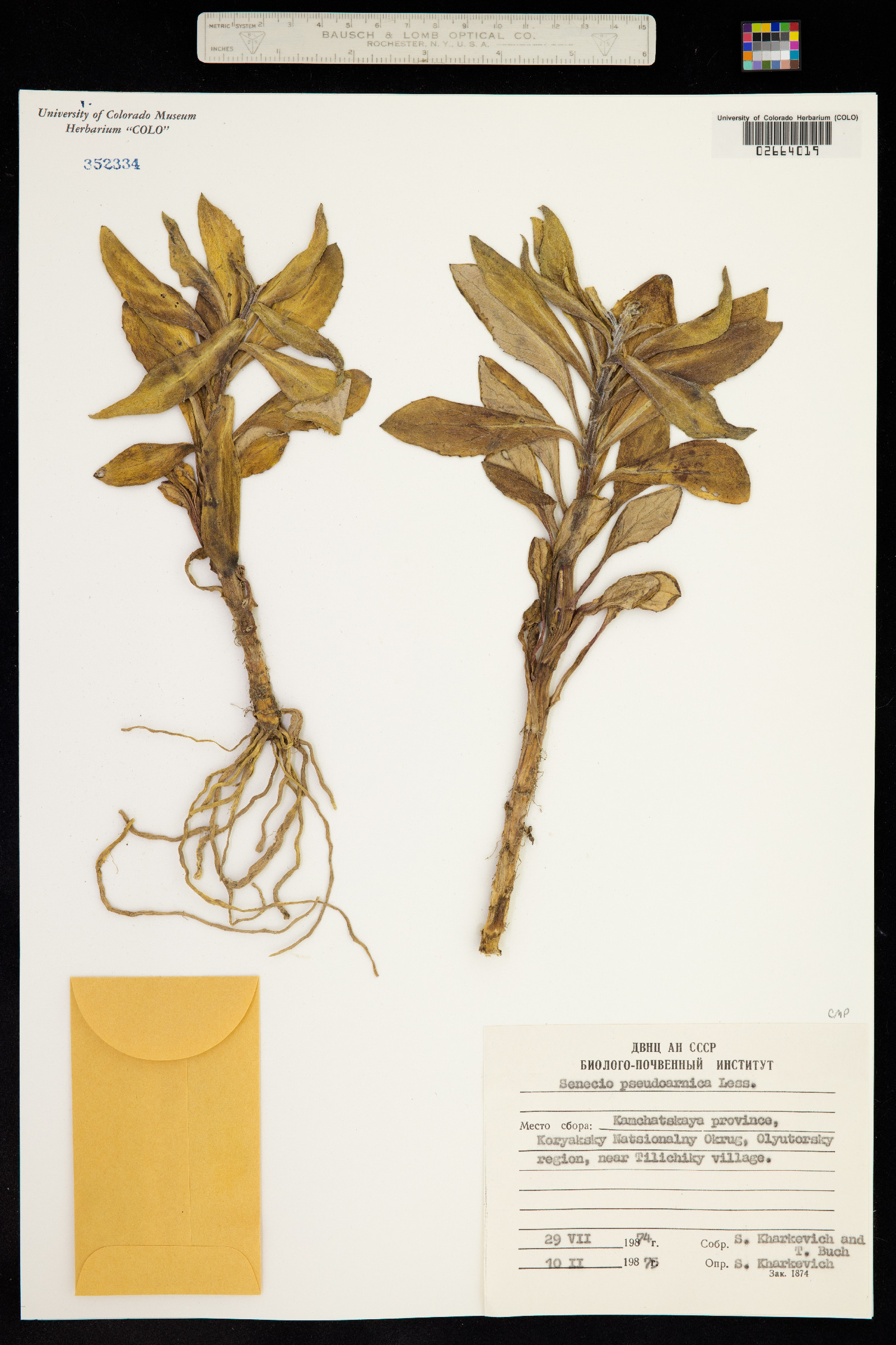 Senecio pseudoarnica image