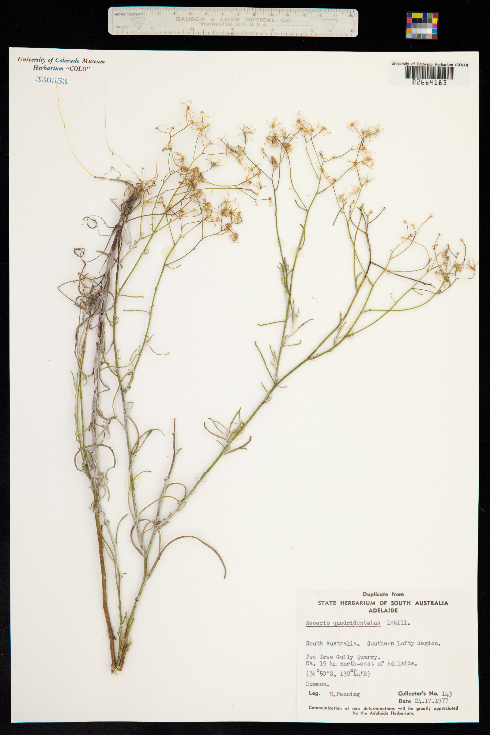 Senecio quadridentatus image