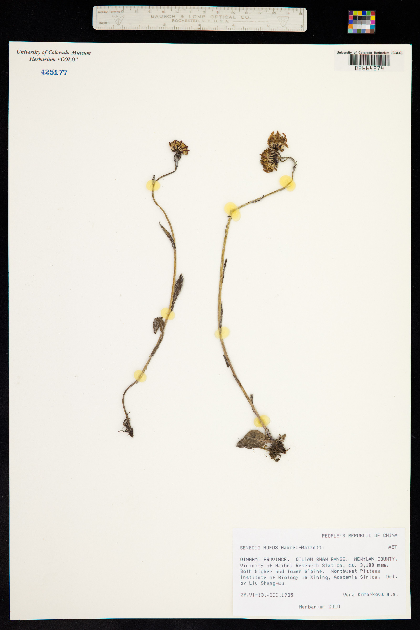 Tephroseris rufa image