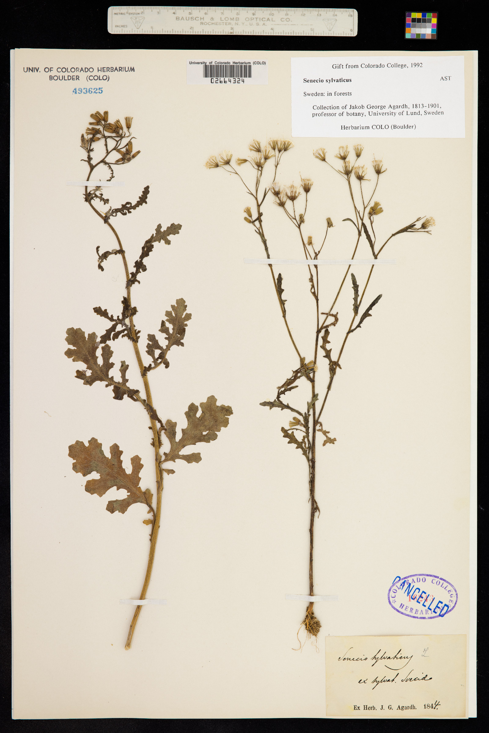 Senecio sylvaticus image