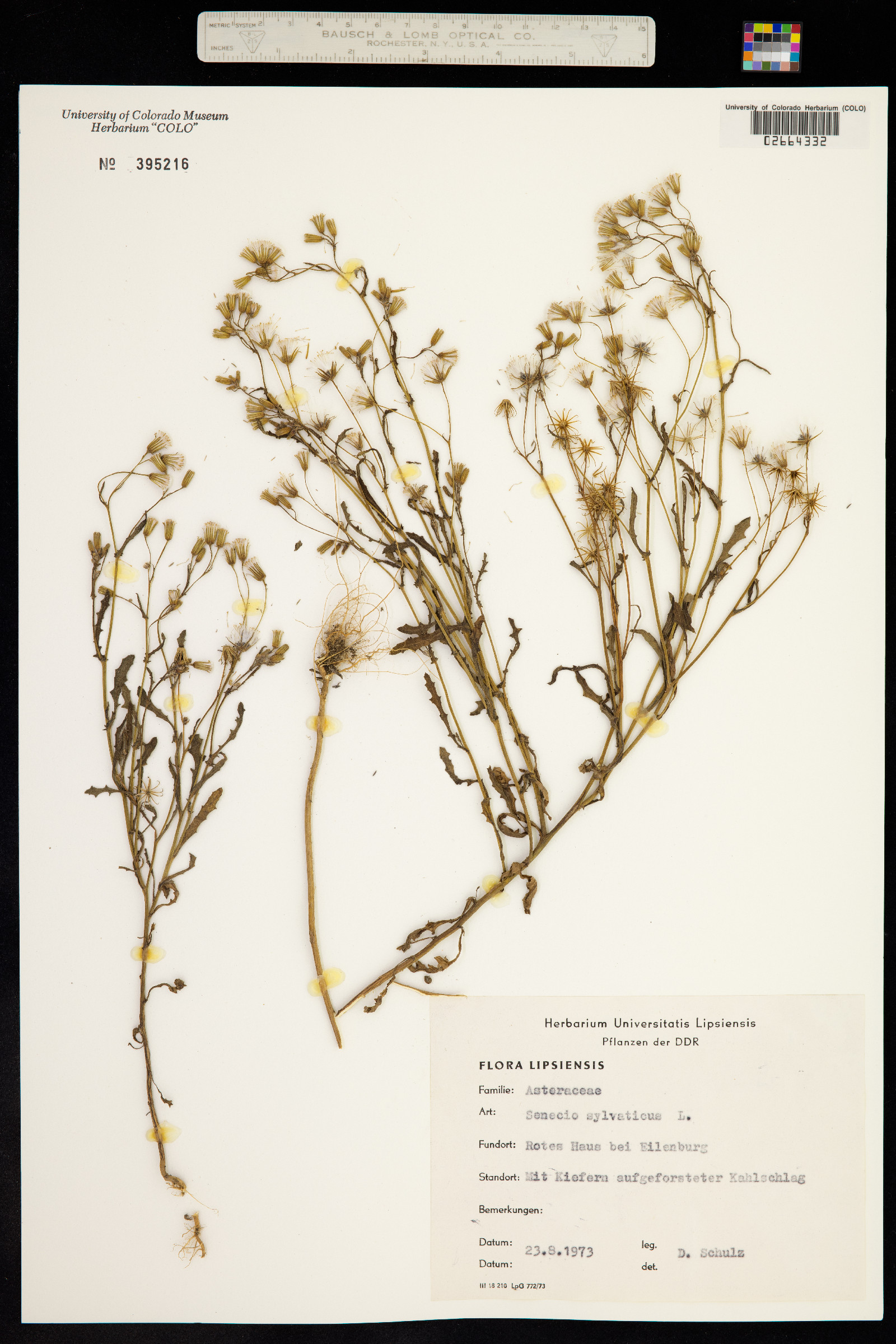 Senecio sylvaticus image