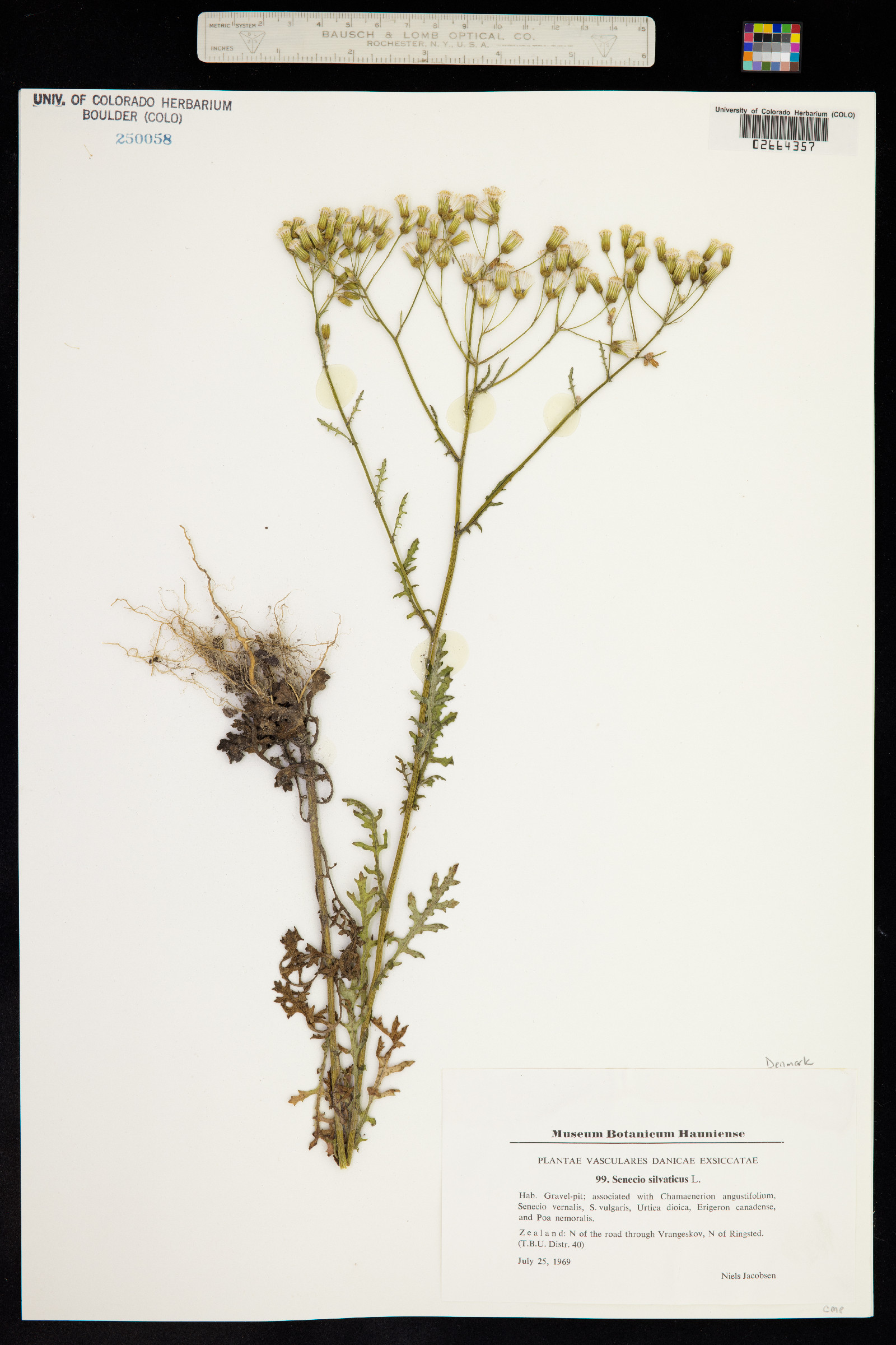 Senecio sylvaticus image