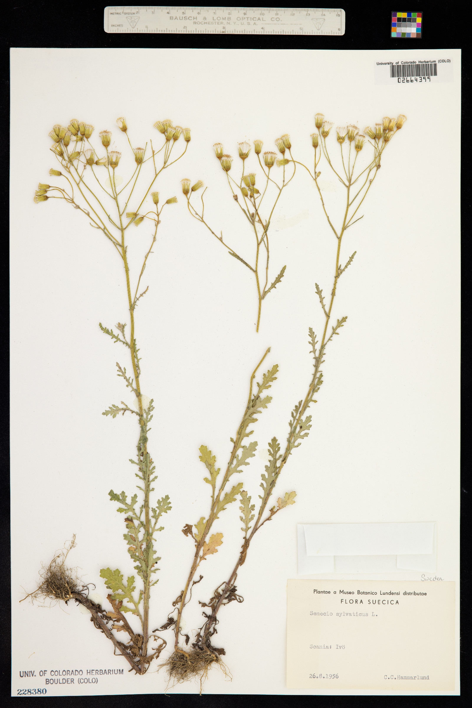 Senecio sylvaticus image