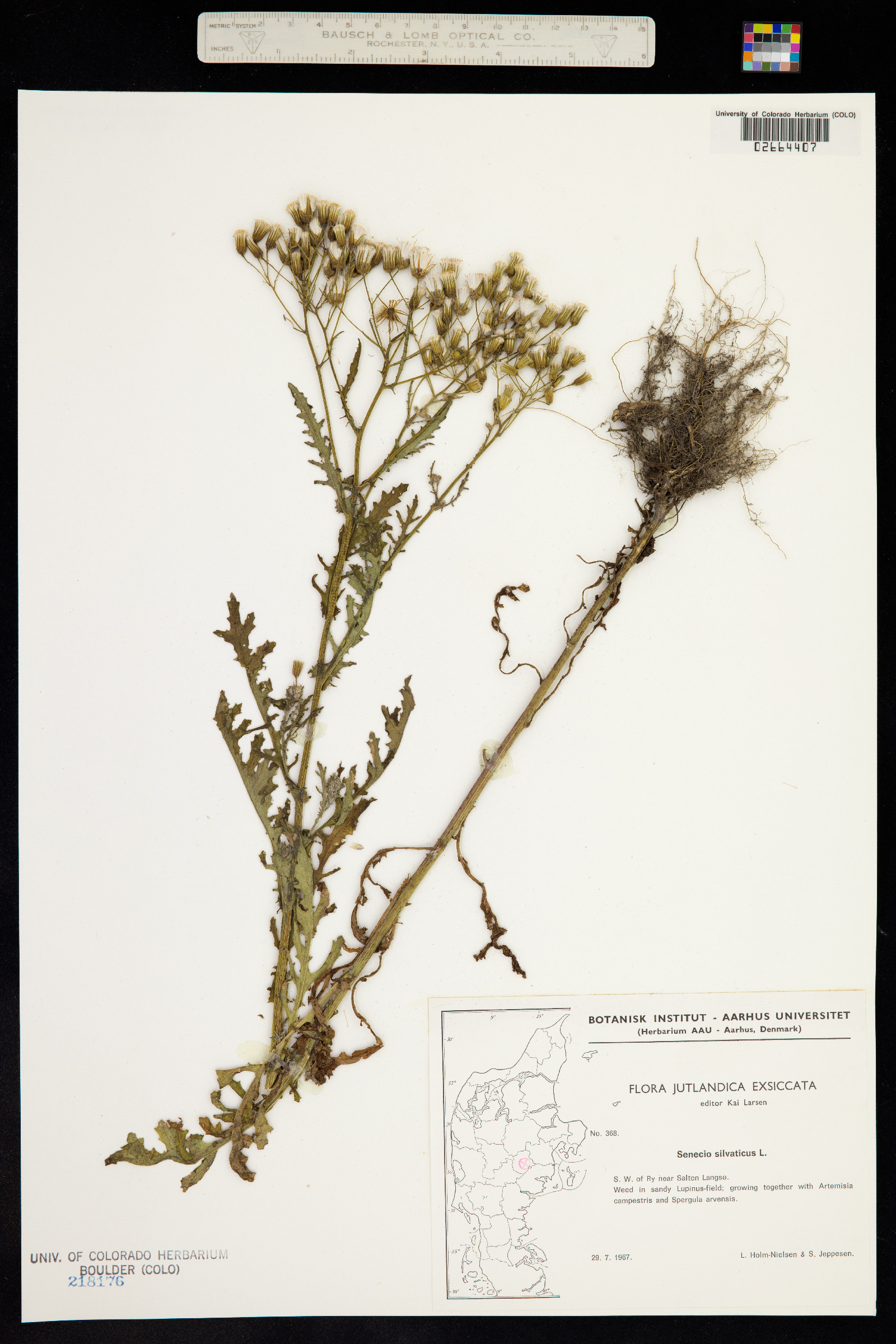 Senecio sylvaticus image
