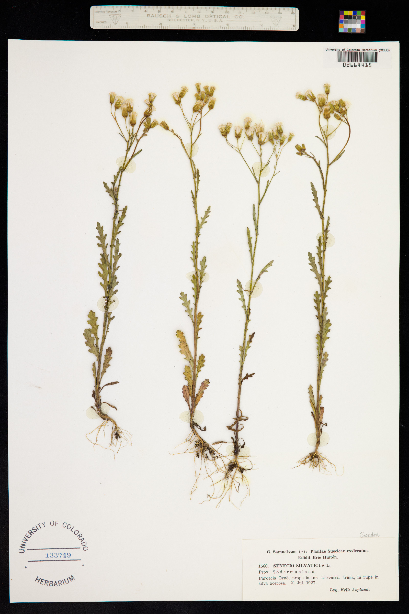 Senecio sylvaticus image