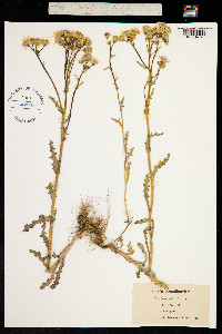 Senecio leucanthemifolius image