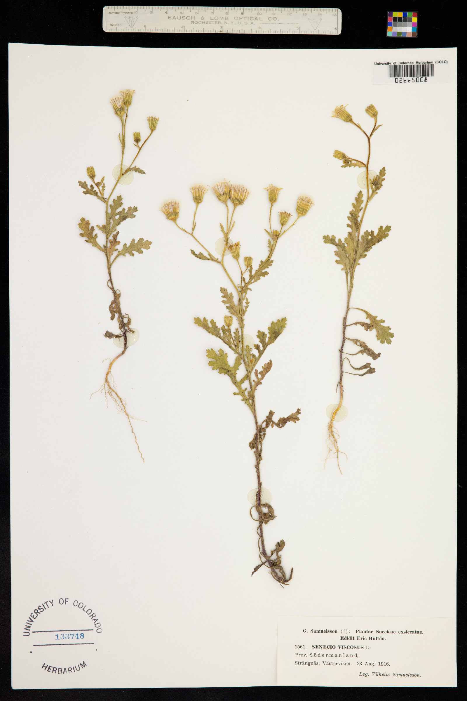 Senecio viscosus image