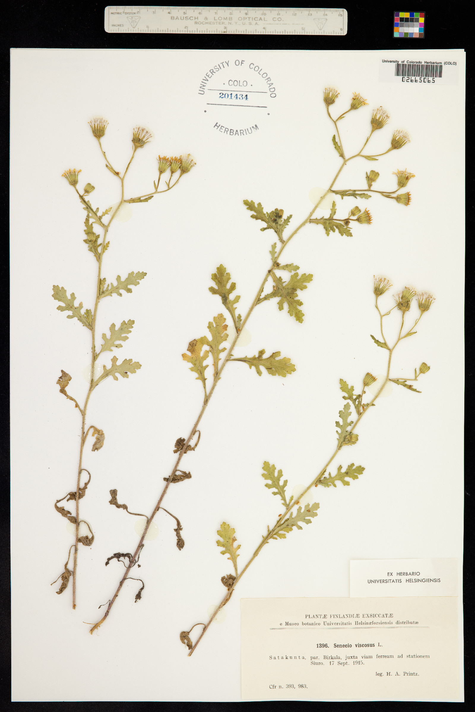 Senecio viscosus image