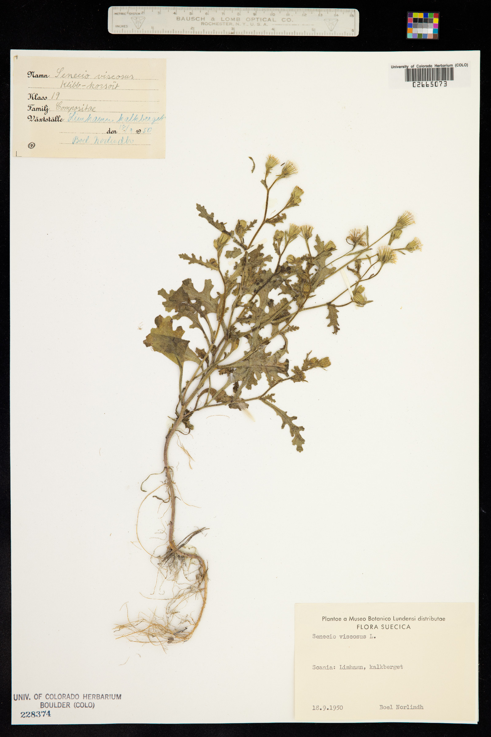 Senecio viscosus image