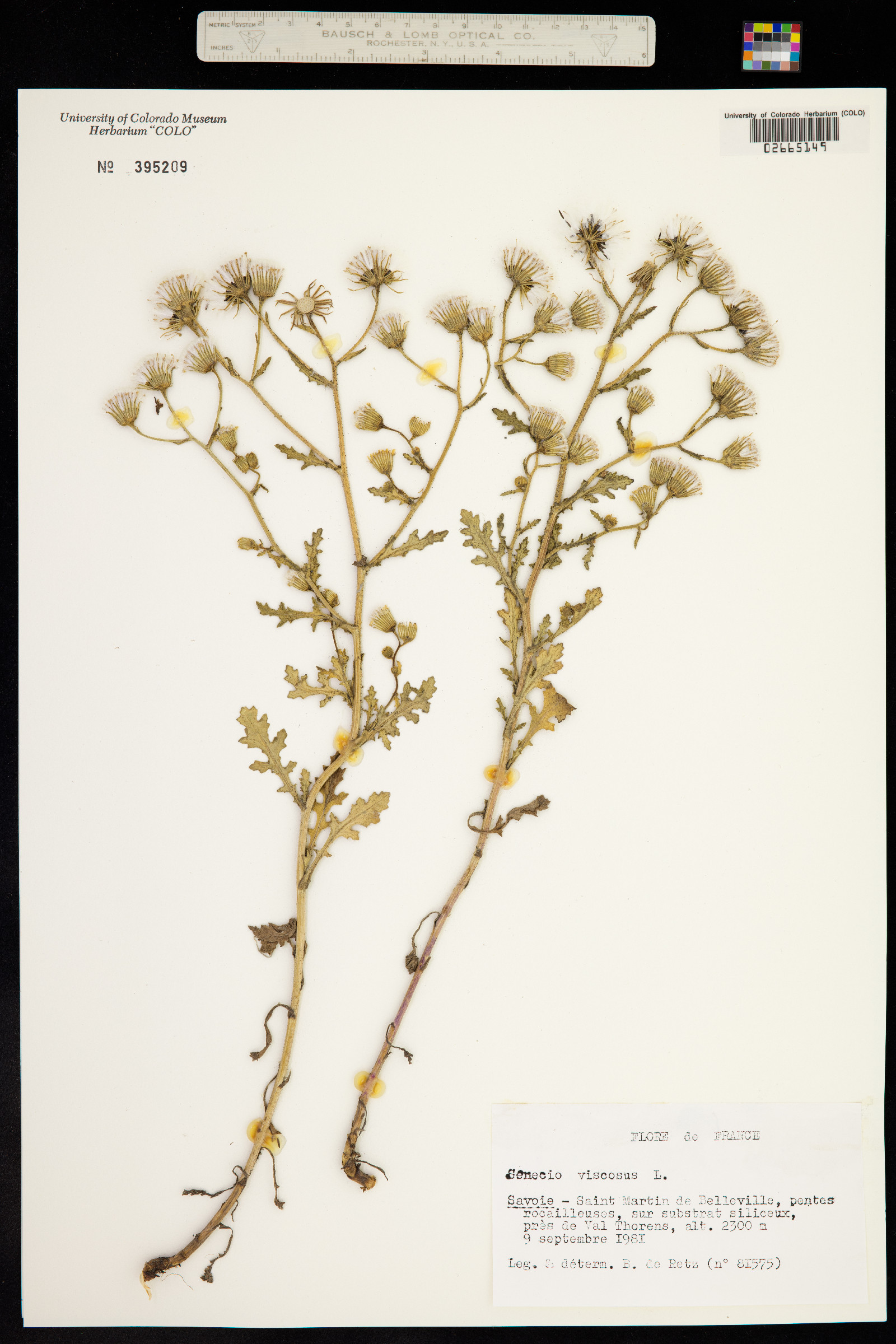 Senecio viscosus image