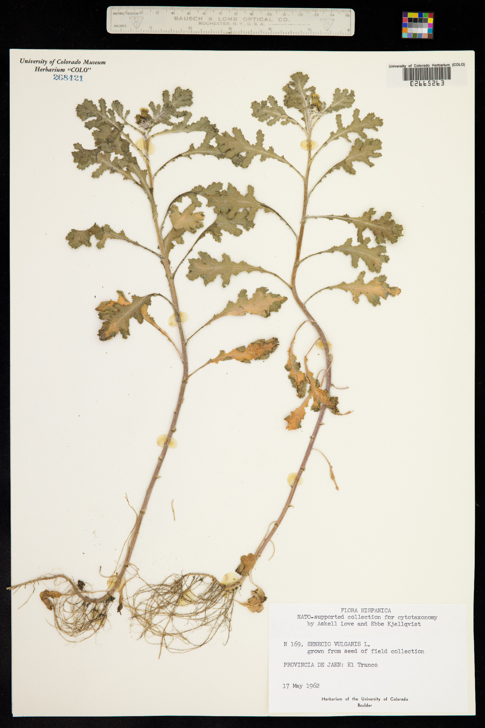 Senecio vulgaris image