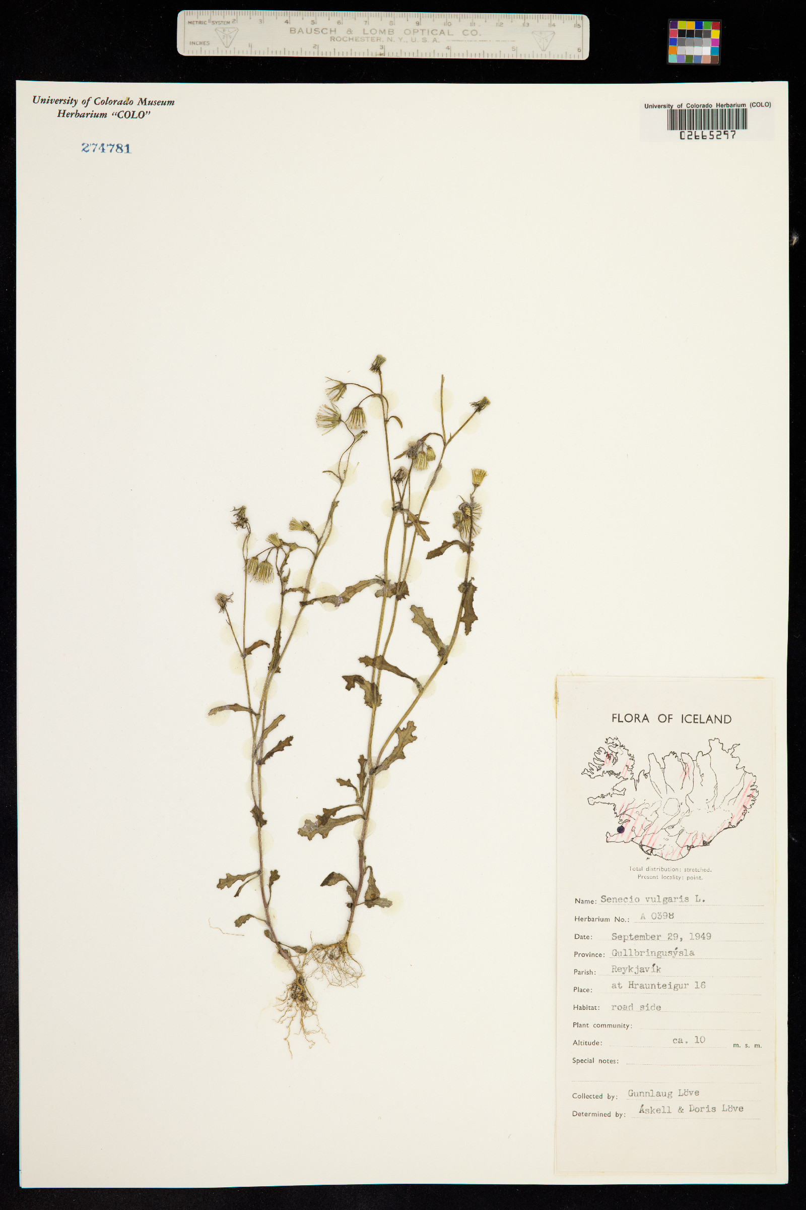 Senecio vulgaris image