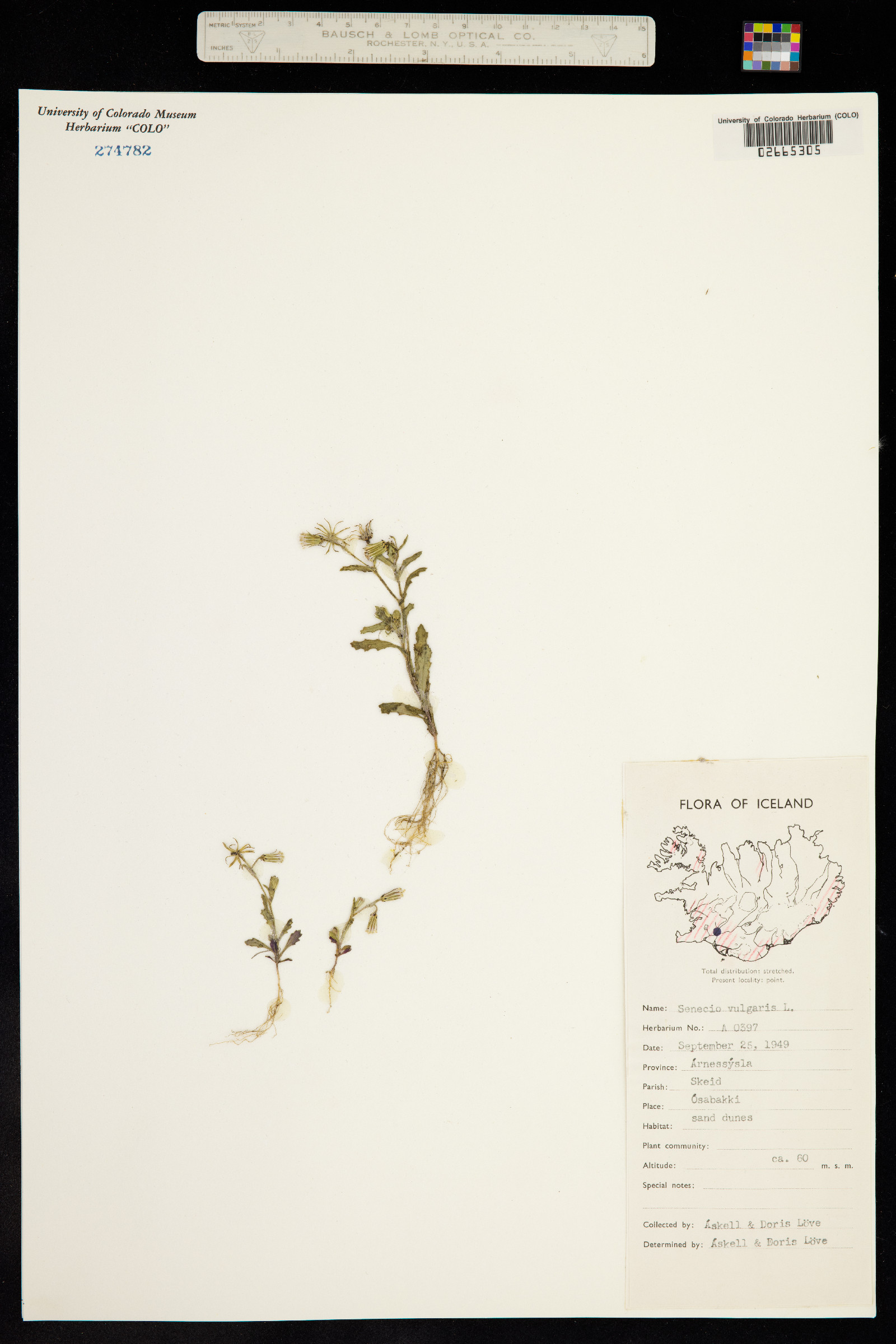 Senecio vulgaris image