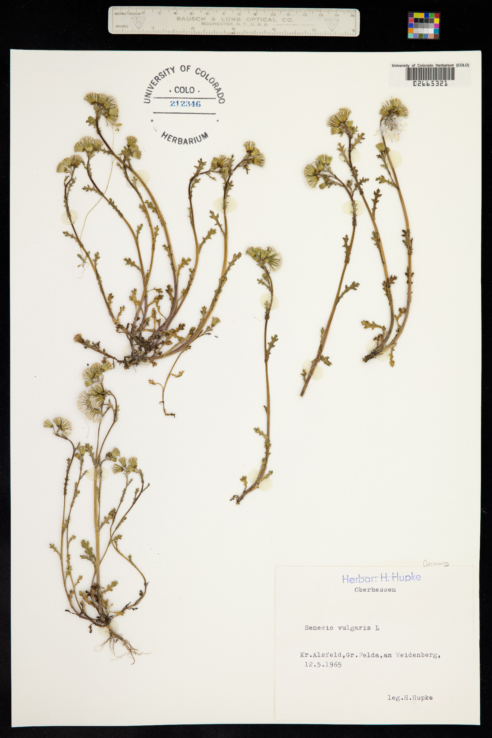 Senecio image