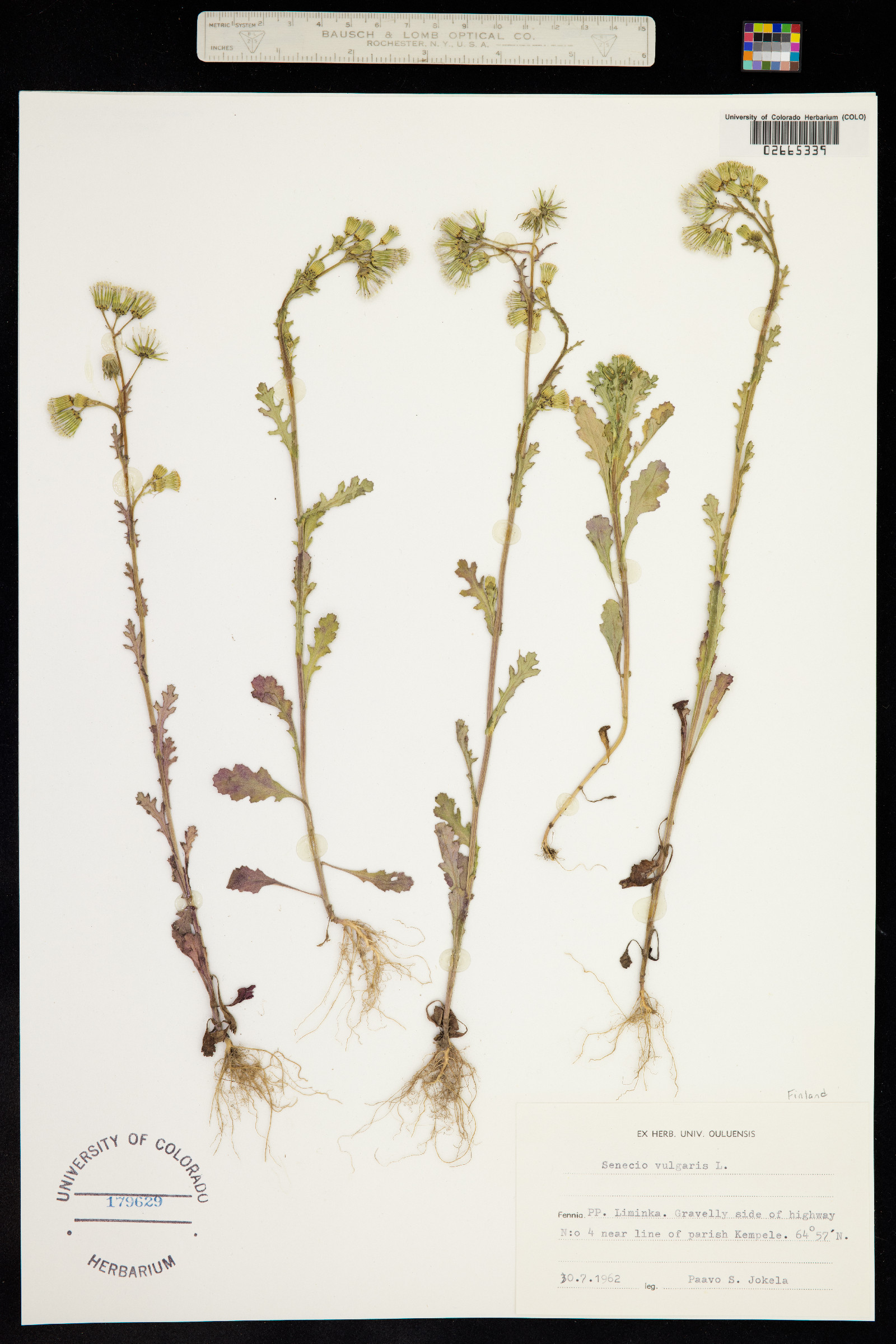 Senecio vulgaris image