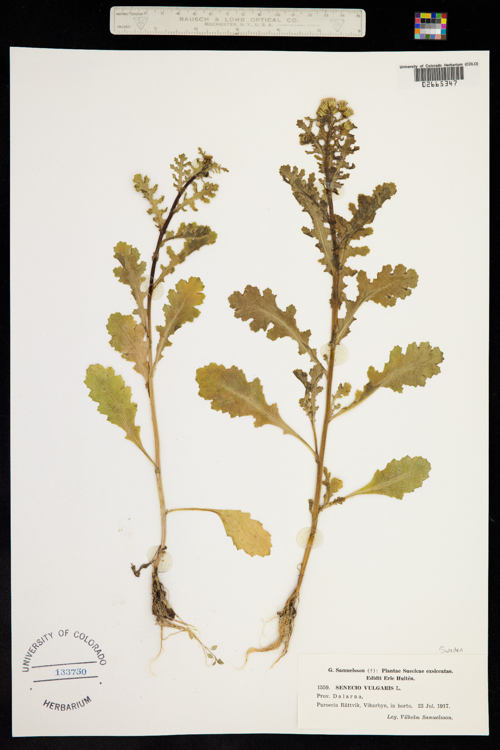 Senecio vulgaris image