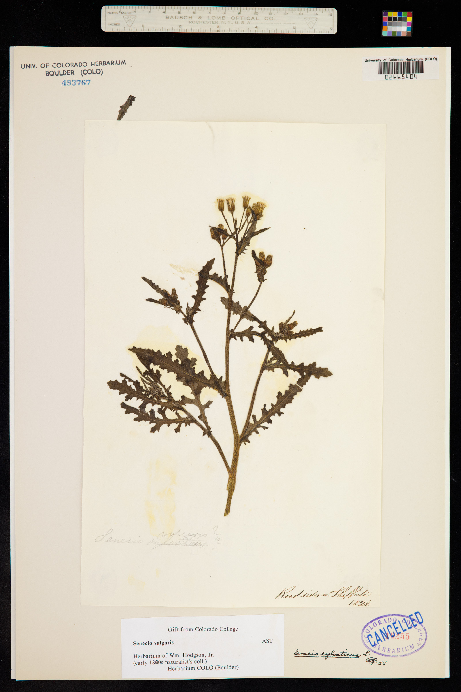 Senecio vulgaris image