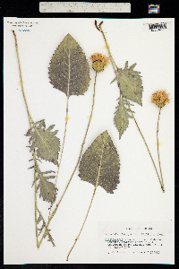 Klasea lycopifolia image