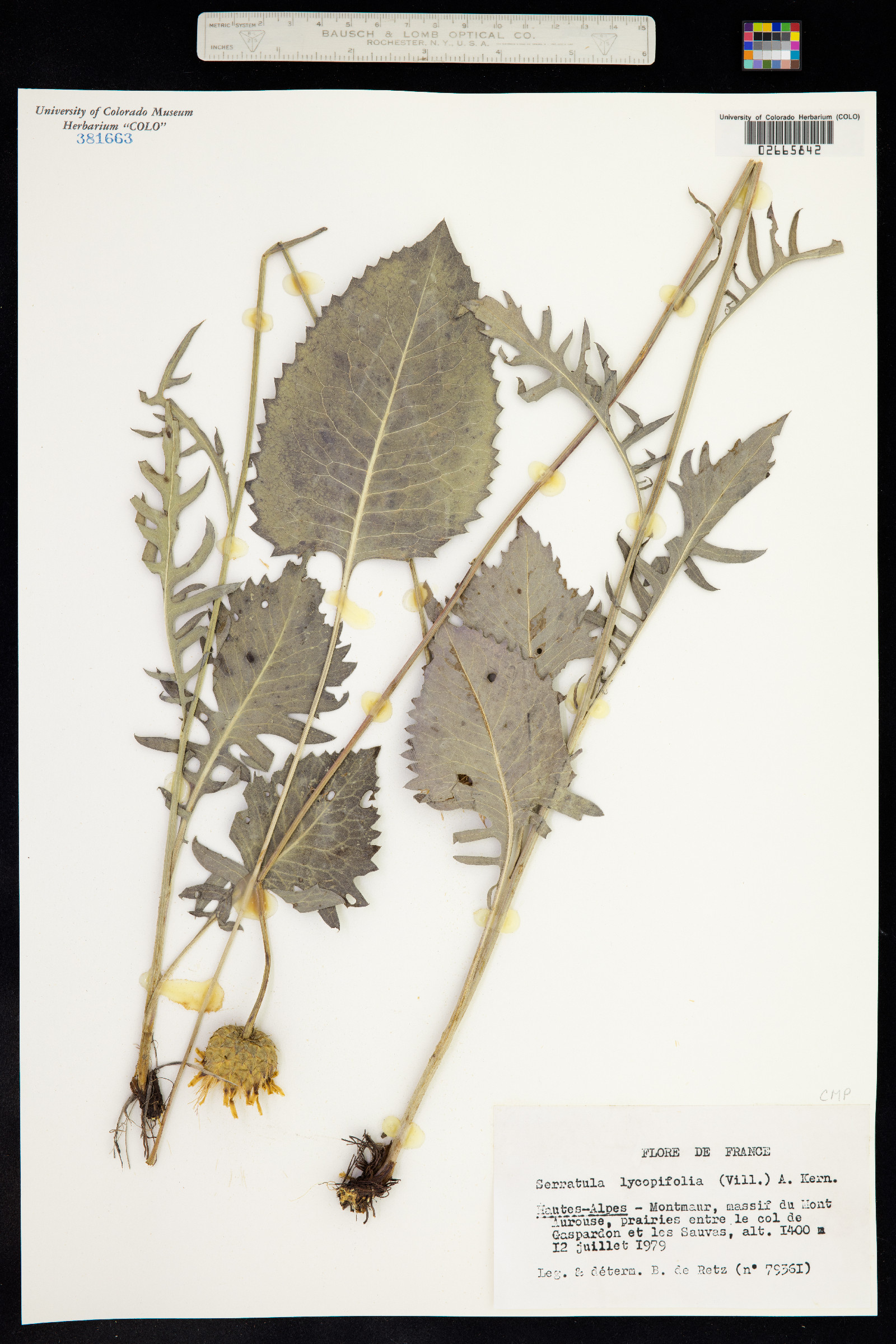 Klasea lycopifolia image