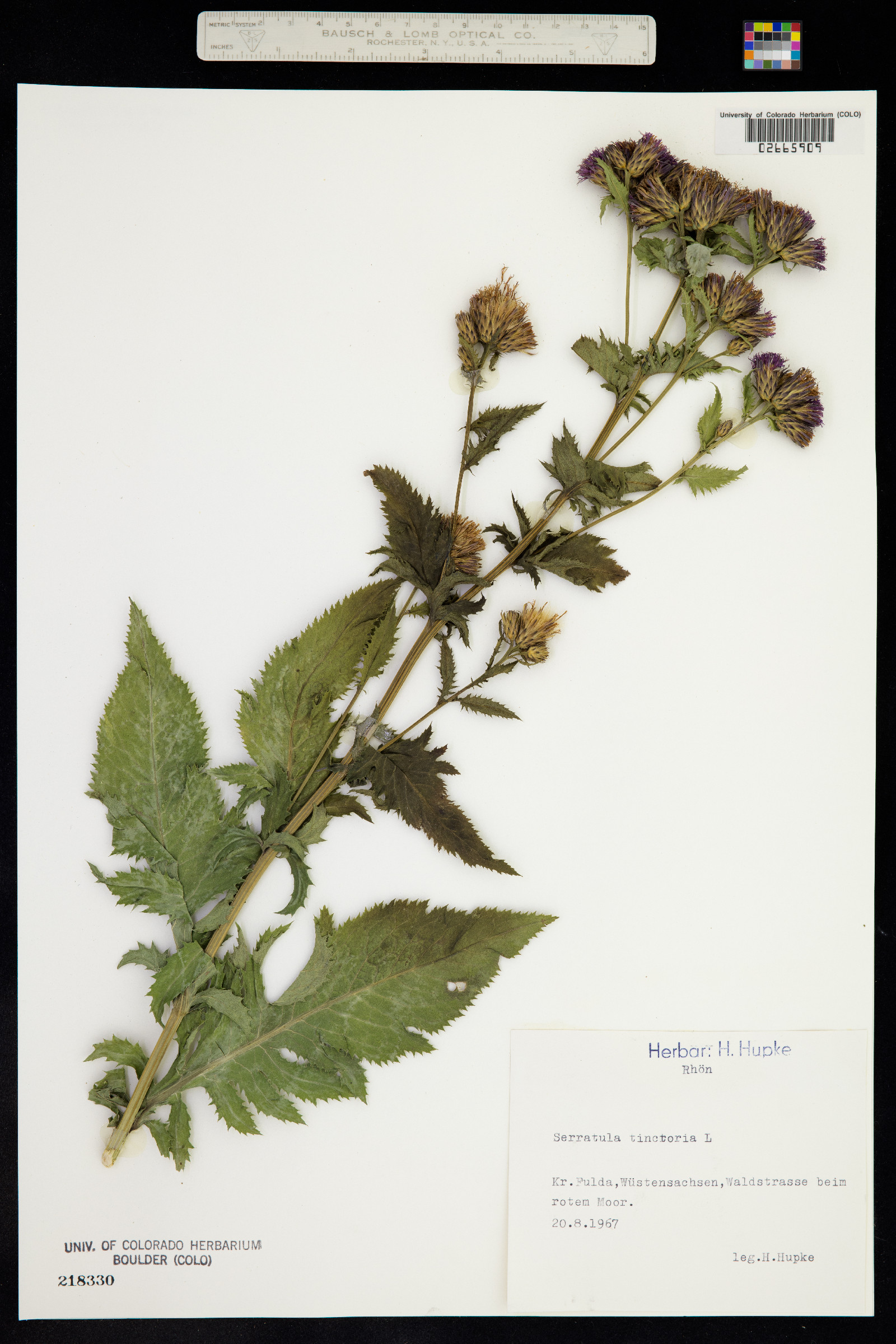 Serratula tinctoria image