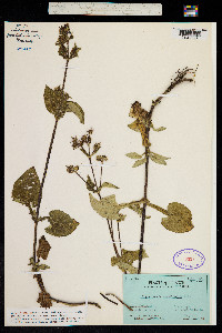 Sigesbeckia jorullensis image