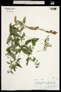 Sigesbeckia orientalis image