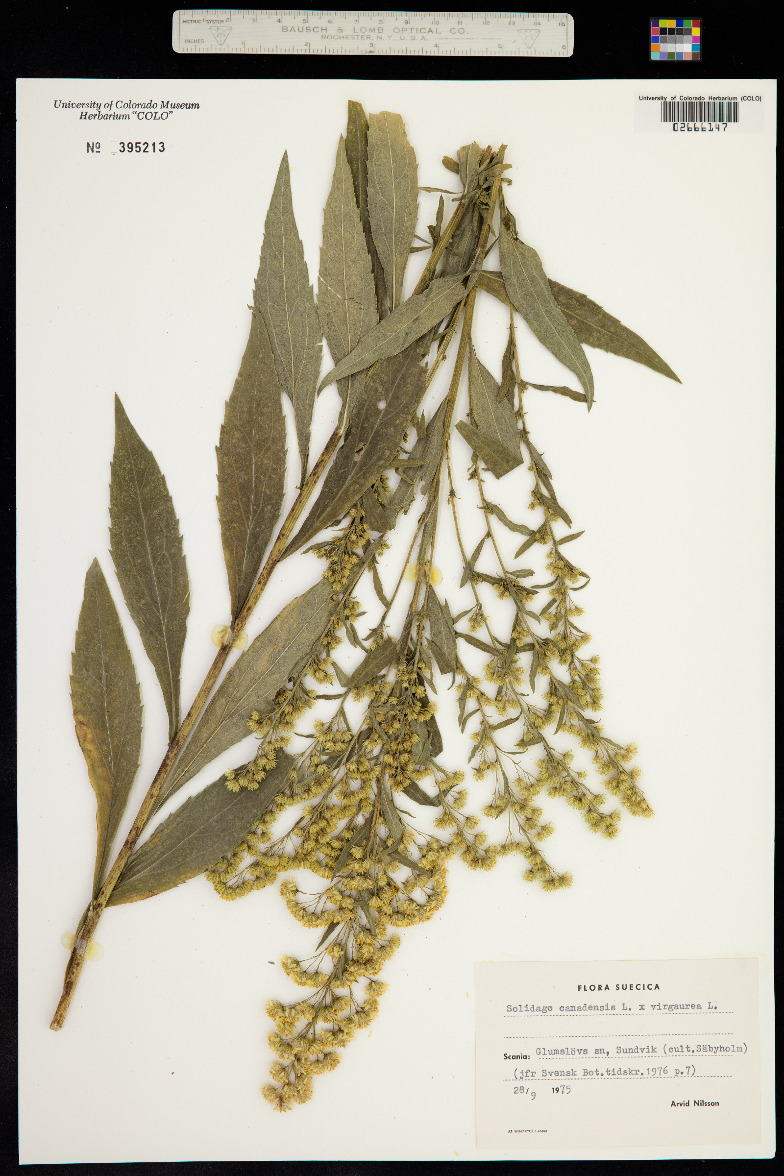 Solidago canadensis image