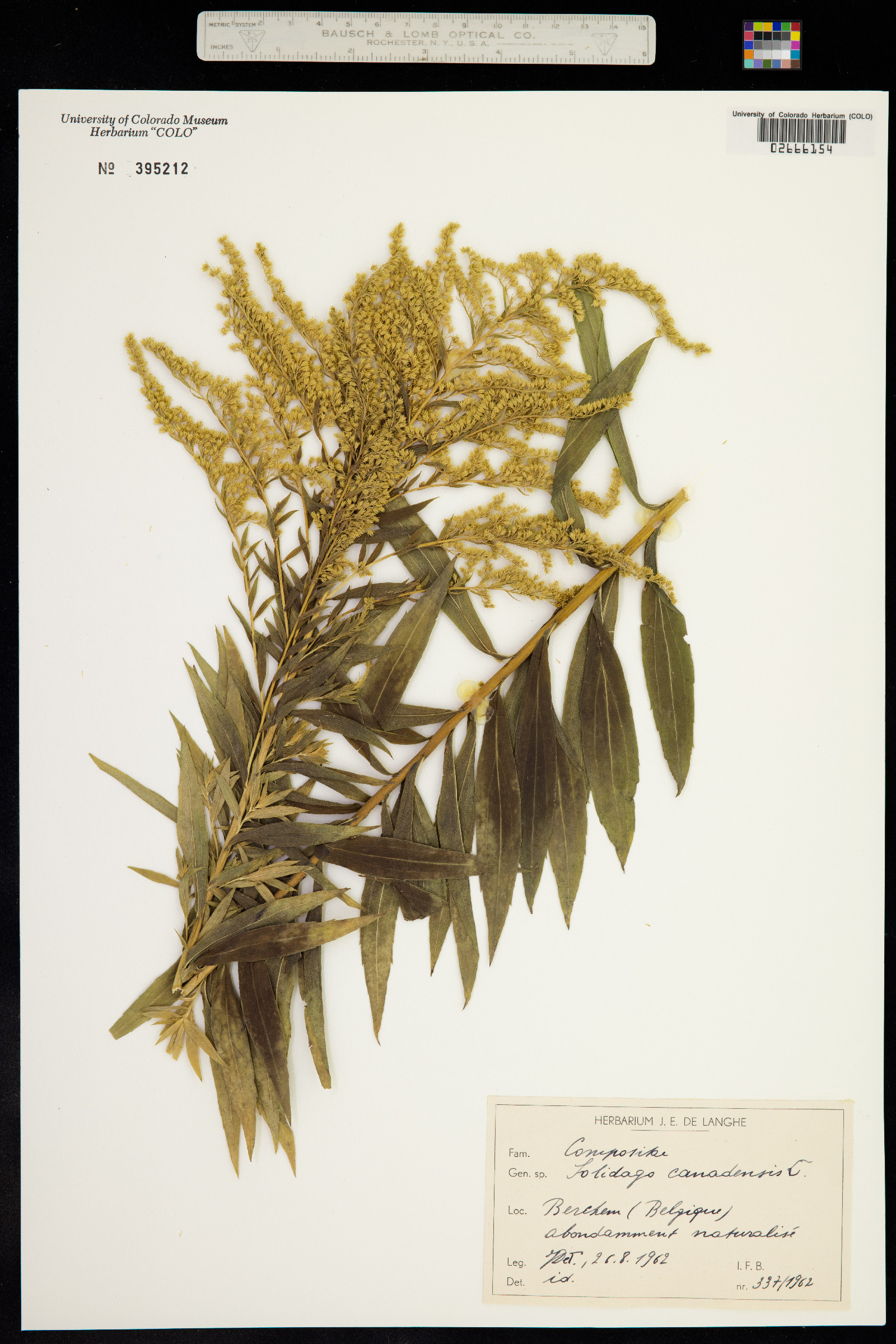 Solidago canadensis image