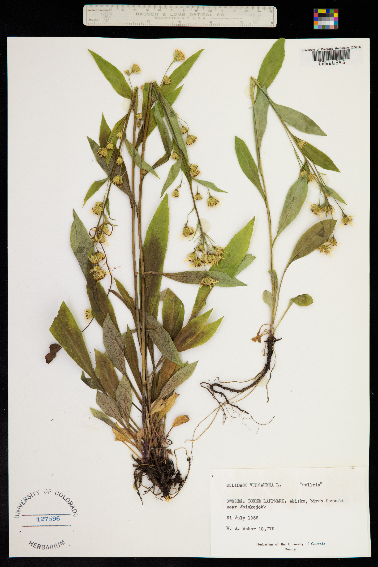 Solidago virgaurea image