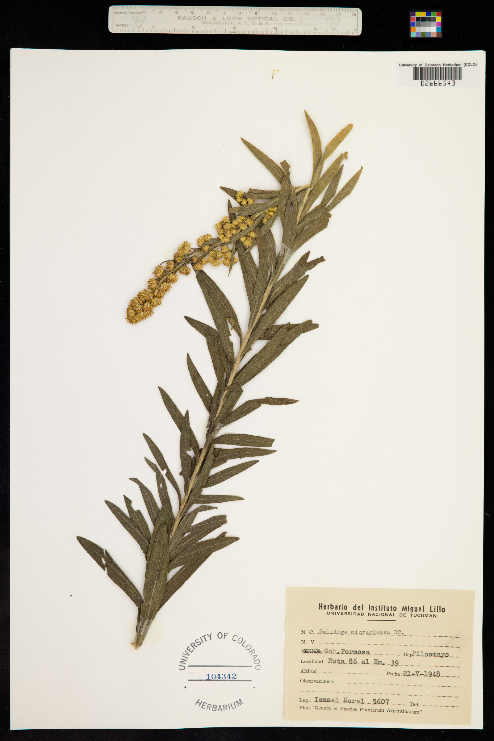 Solidago microglossa image